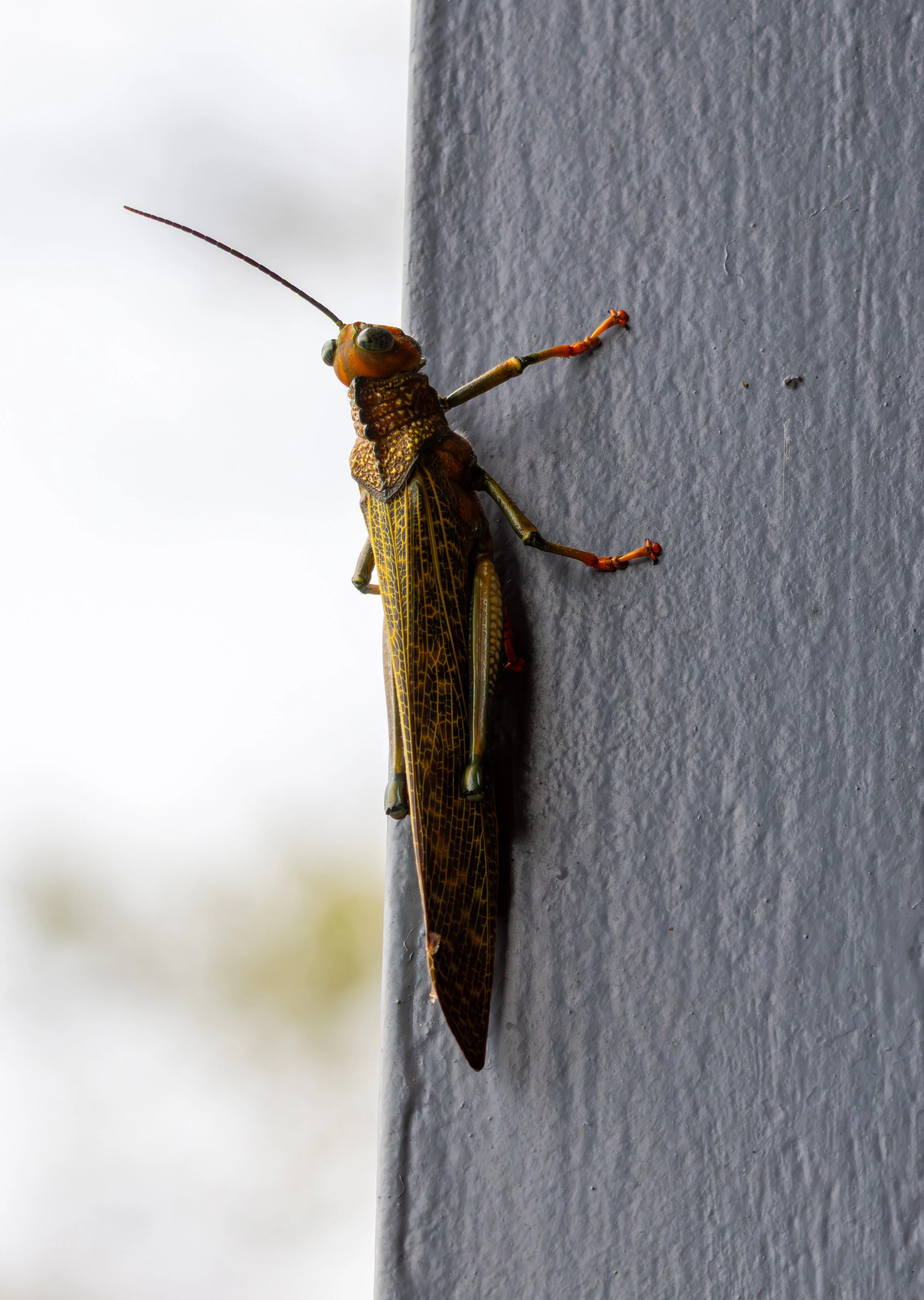 Giant Red-winged Grasshopper
