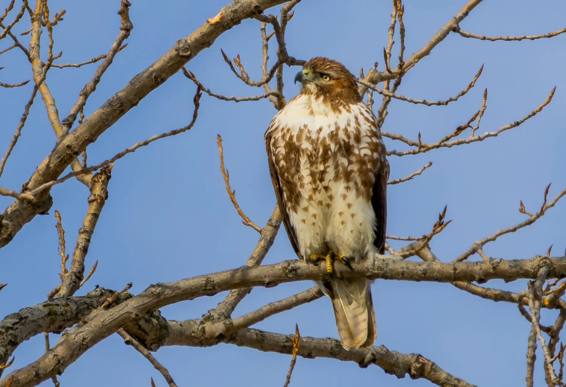 Red-tailed Hawk