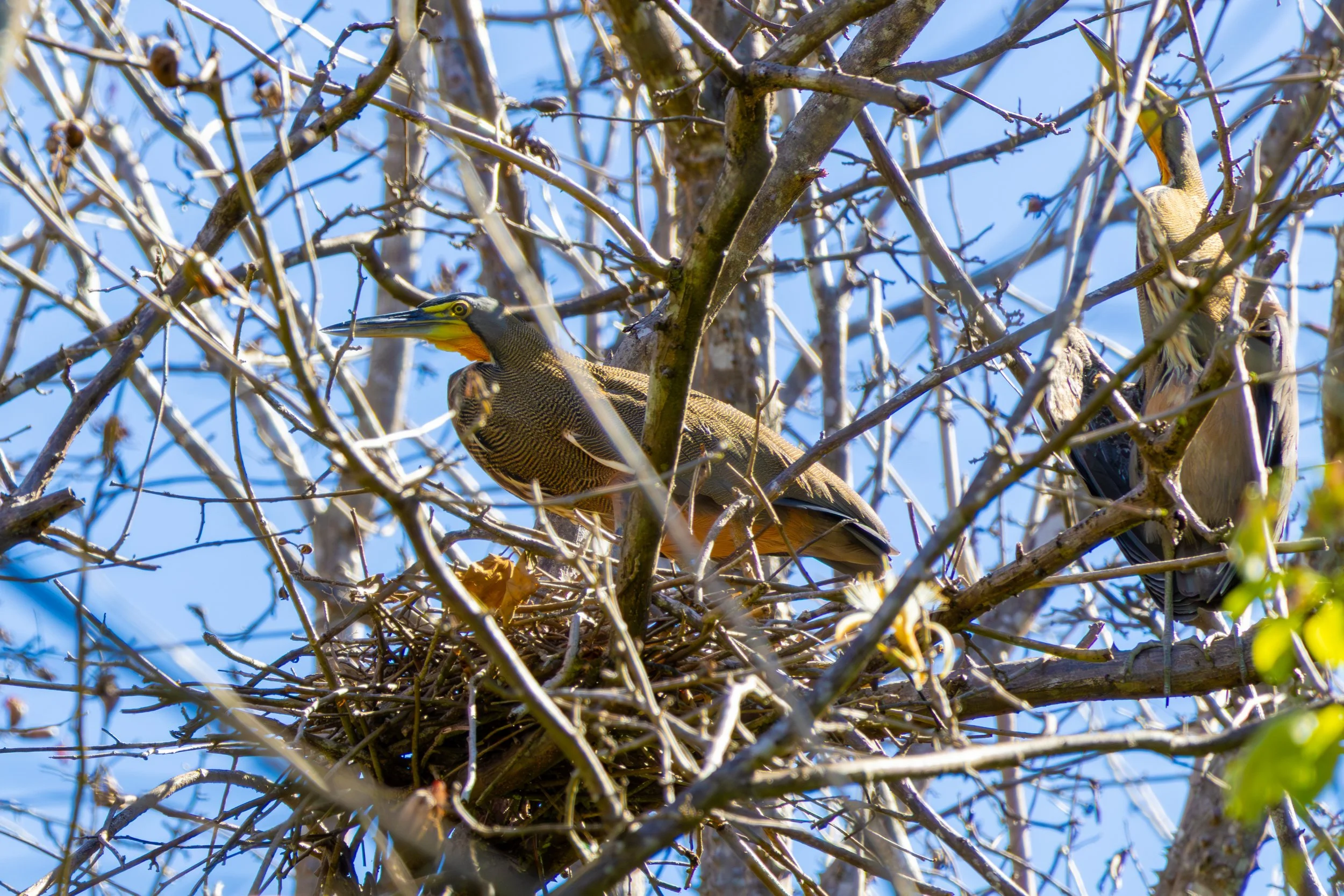 Bare Throated Tiger Heron on it's nest
