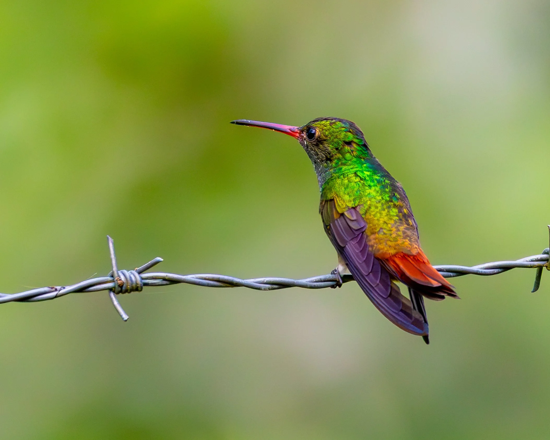 Rufous-tailed Hummingbird