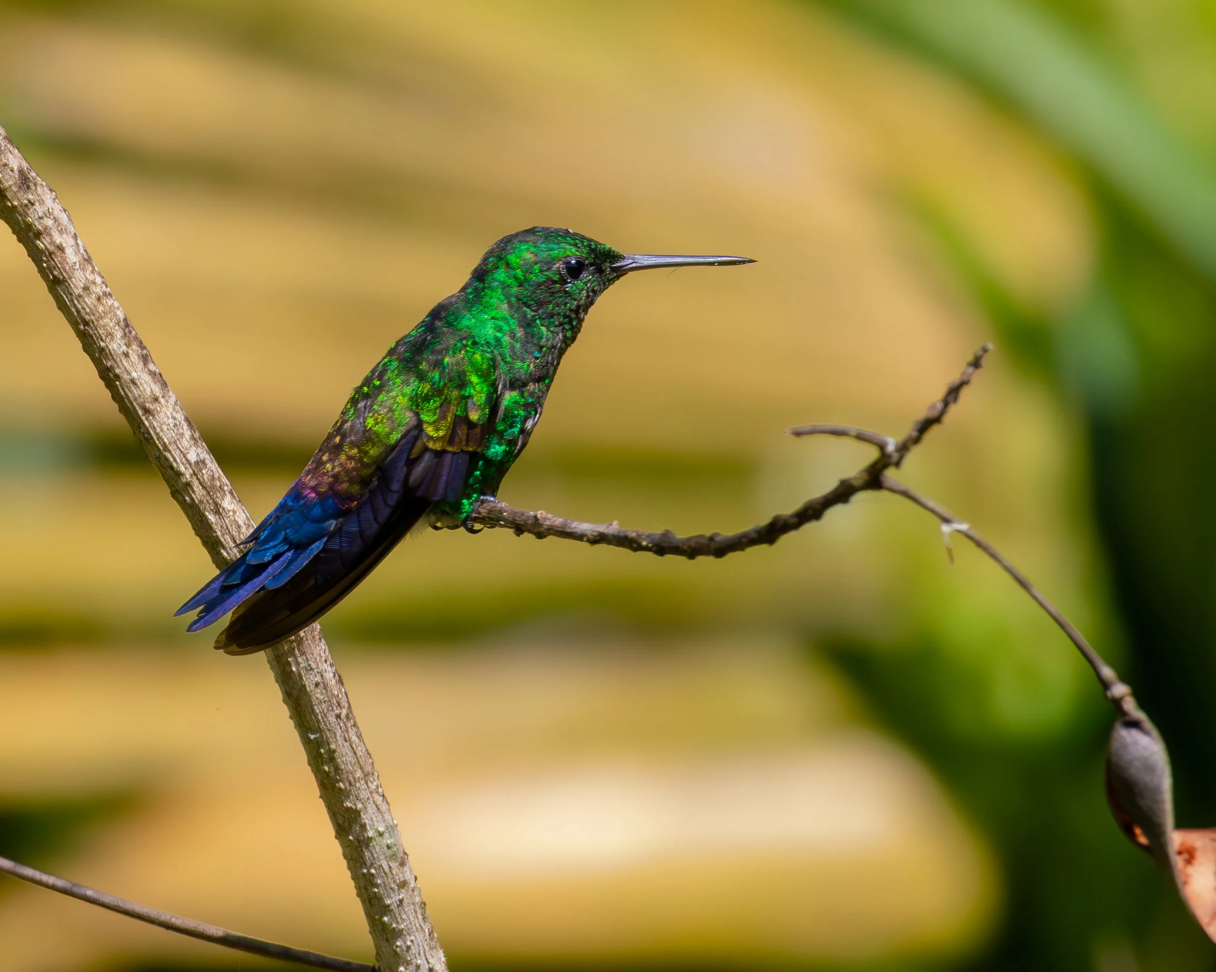 Blue-vented Hummingbird
