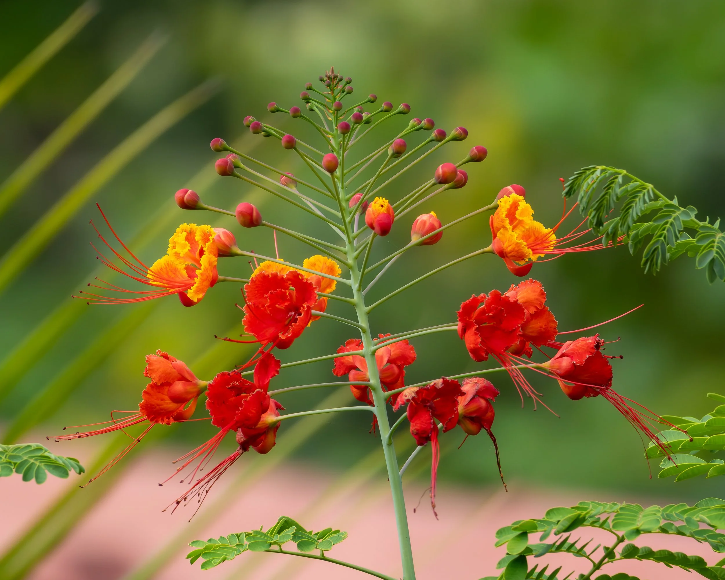 Flower-1.jpg
