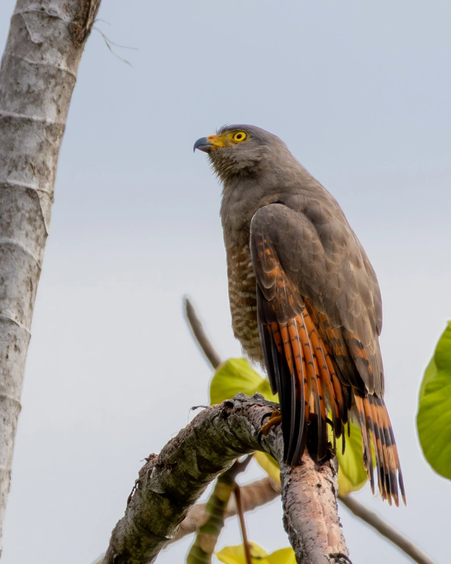 Roadside Hawk