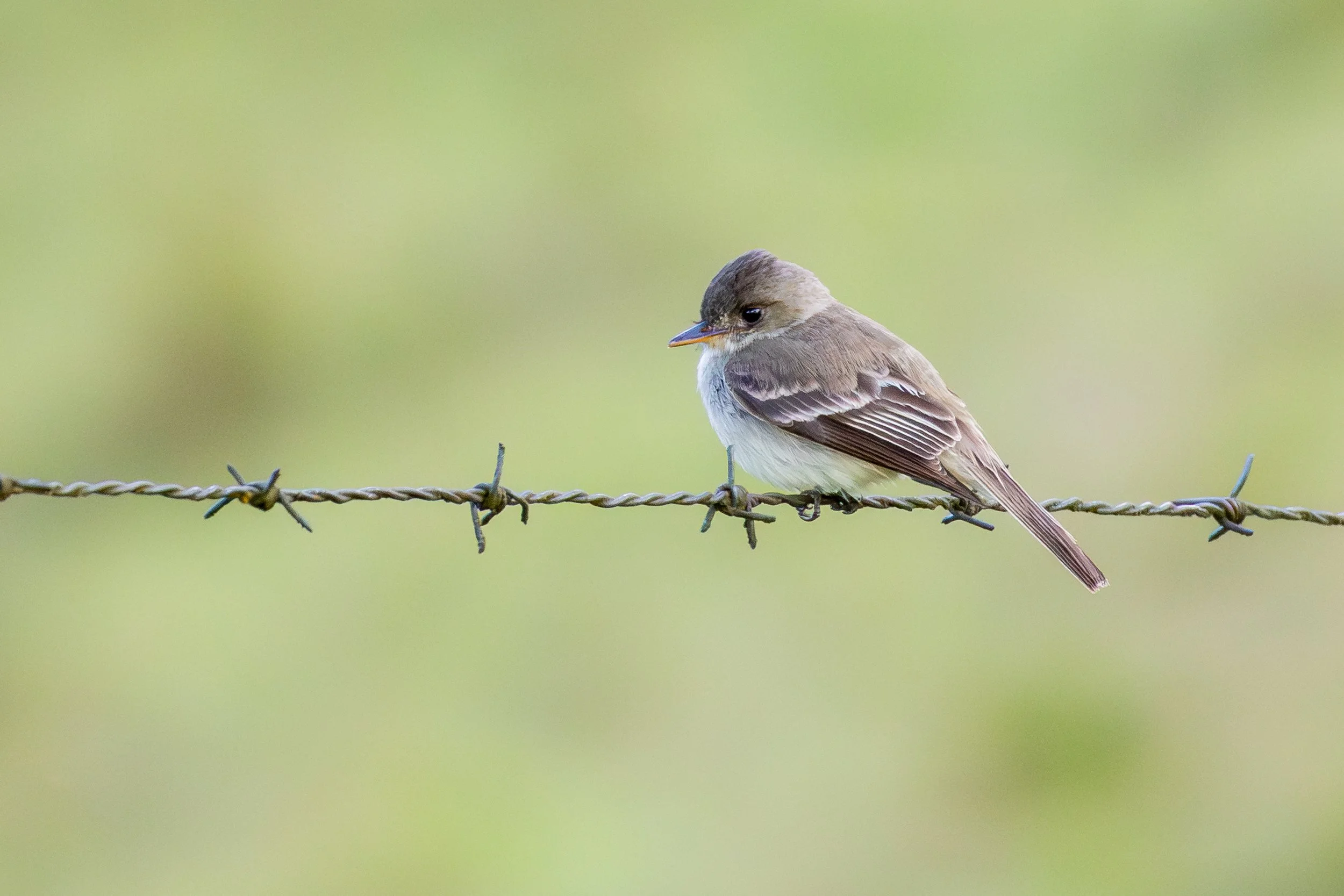 Northern Tropical Peewee