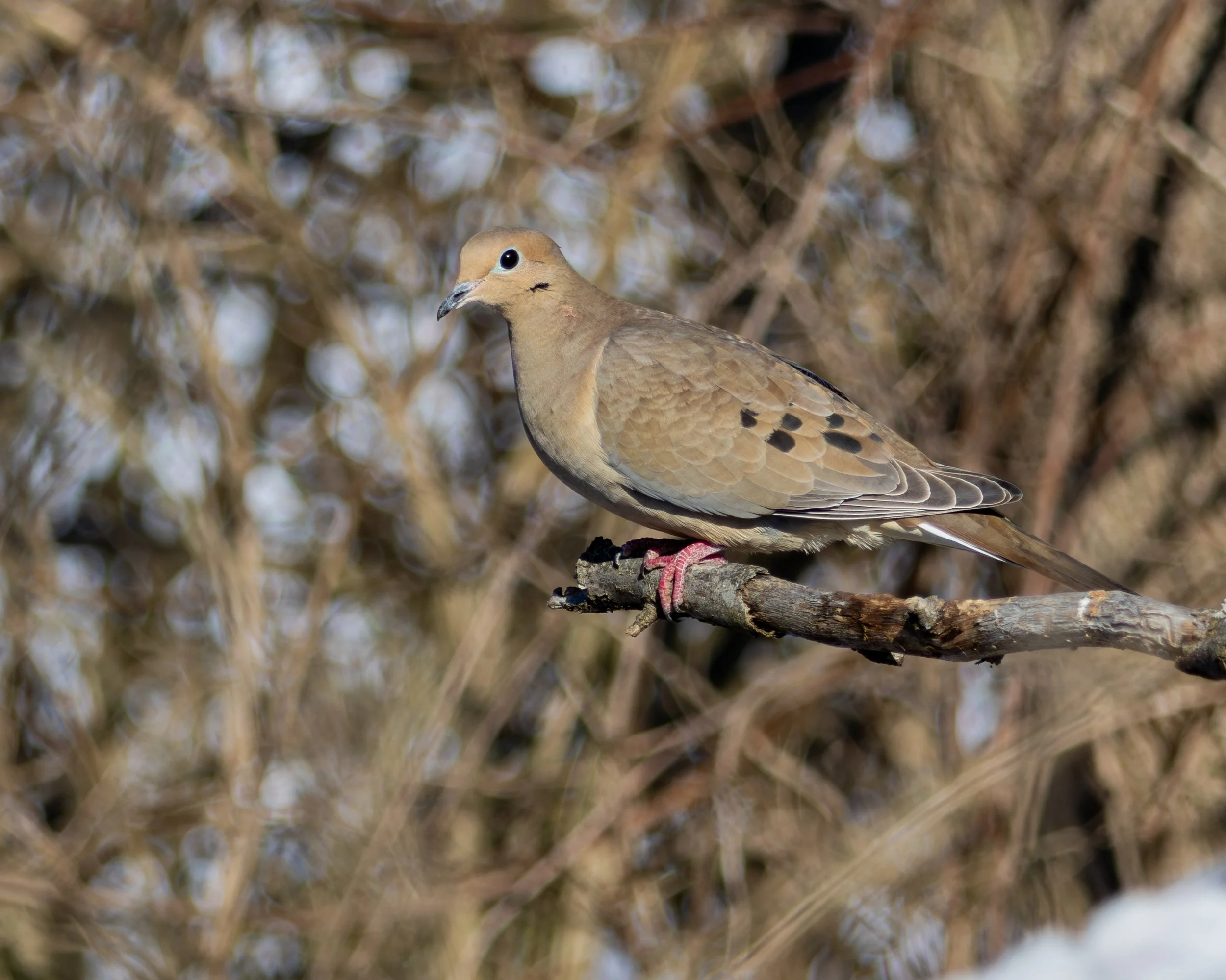 Mourning Dove