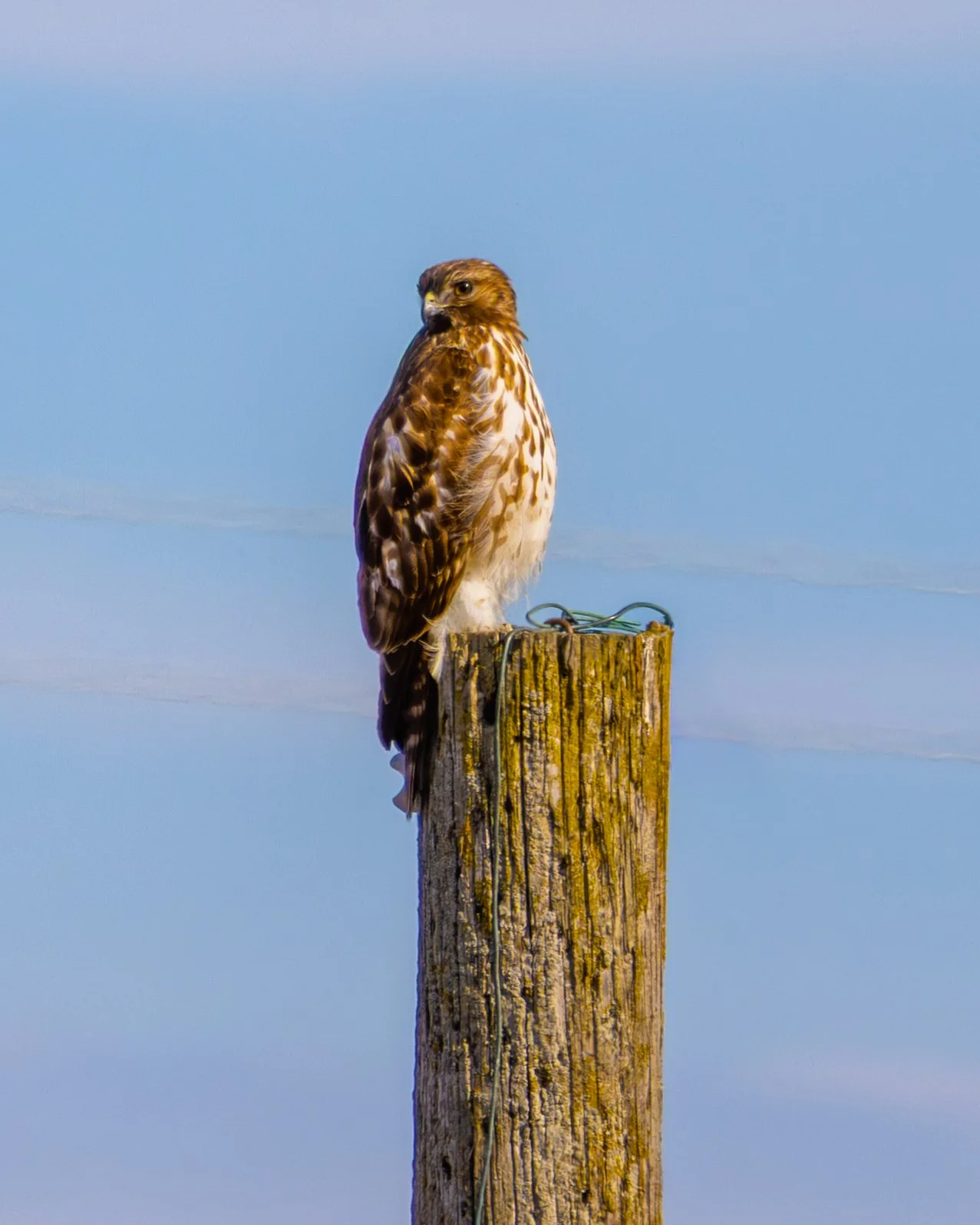 Red-shouldered Hawk