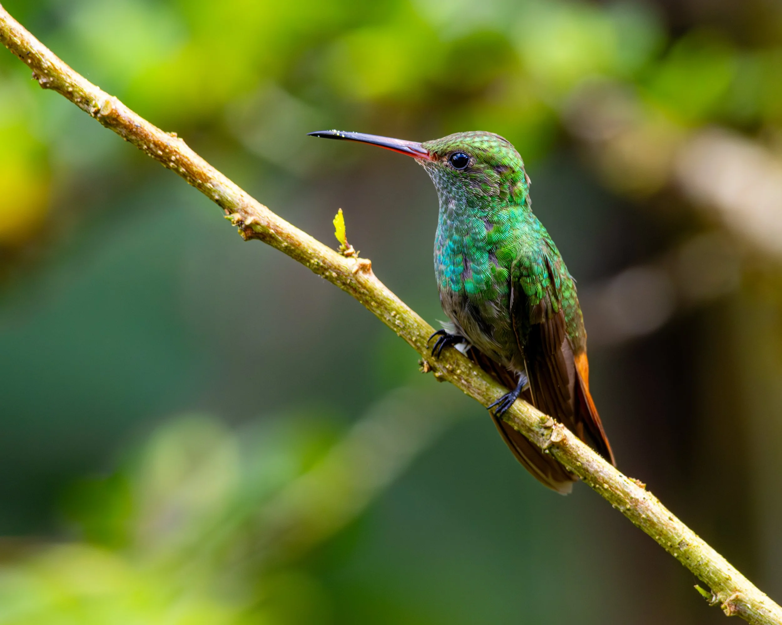 Rufous-tailed Hummingbird