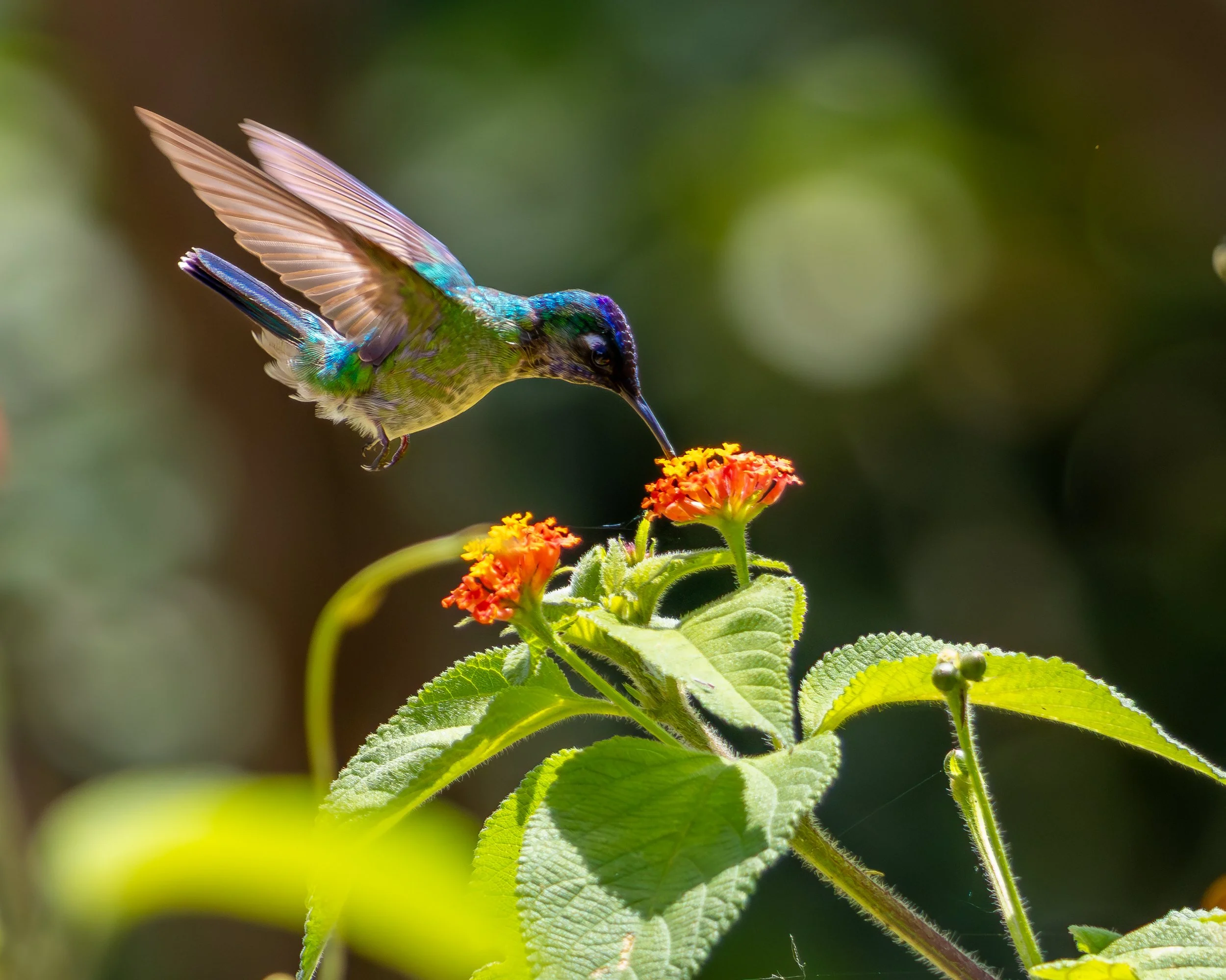 Violet-headed Hummingbird