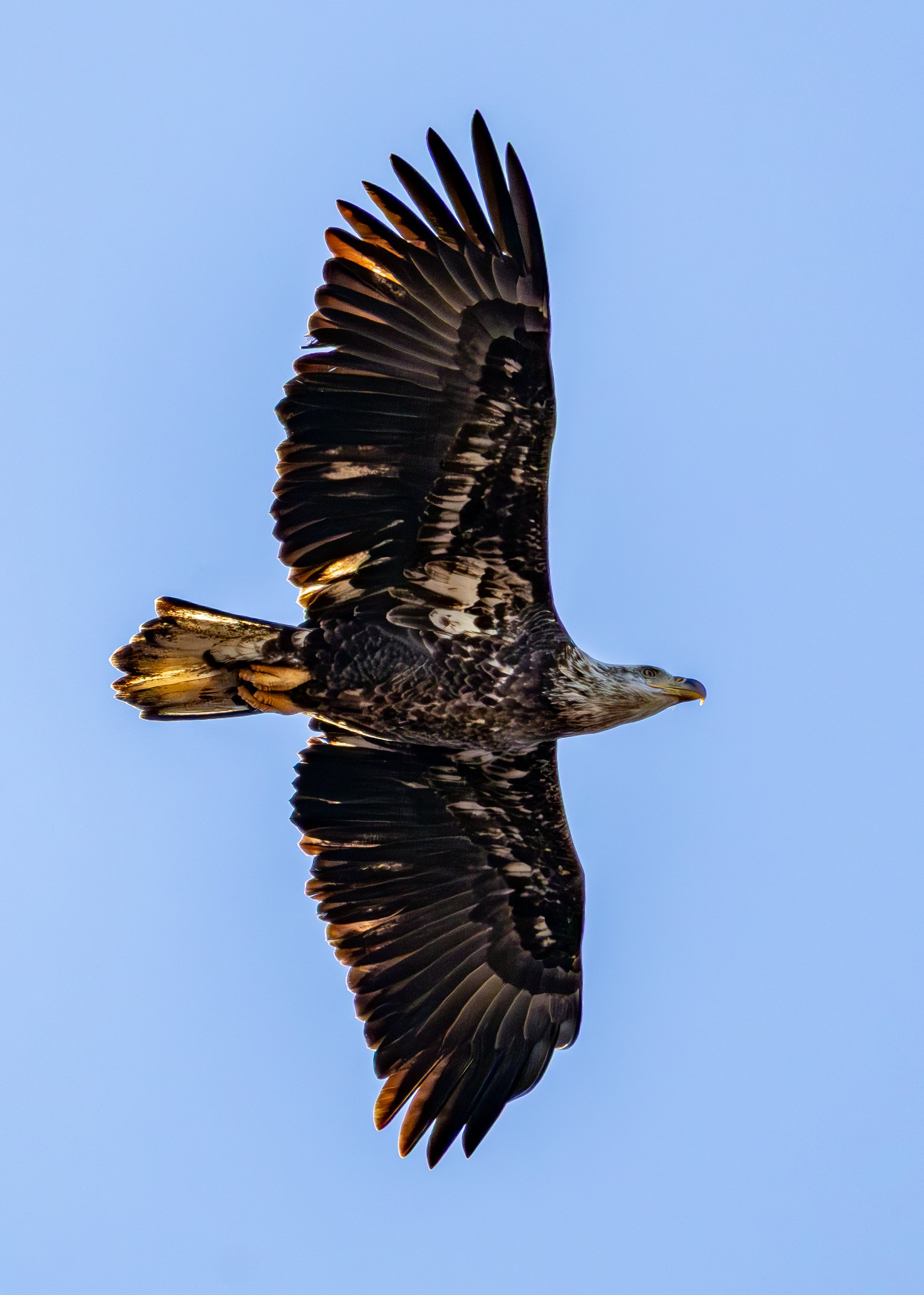 Immature Bald Eagle