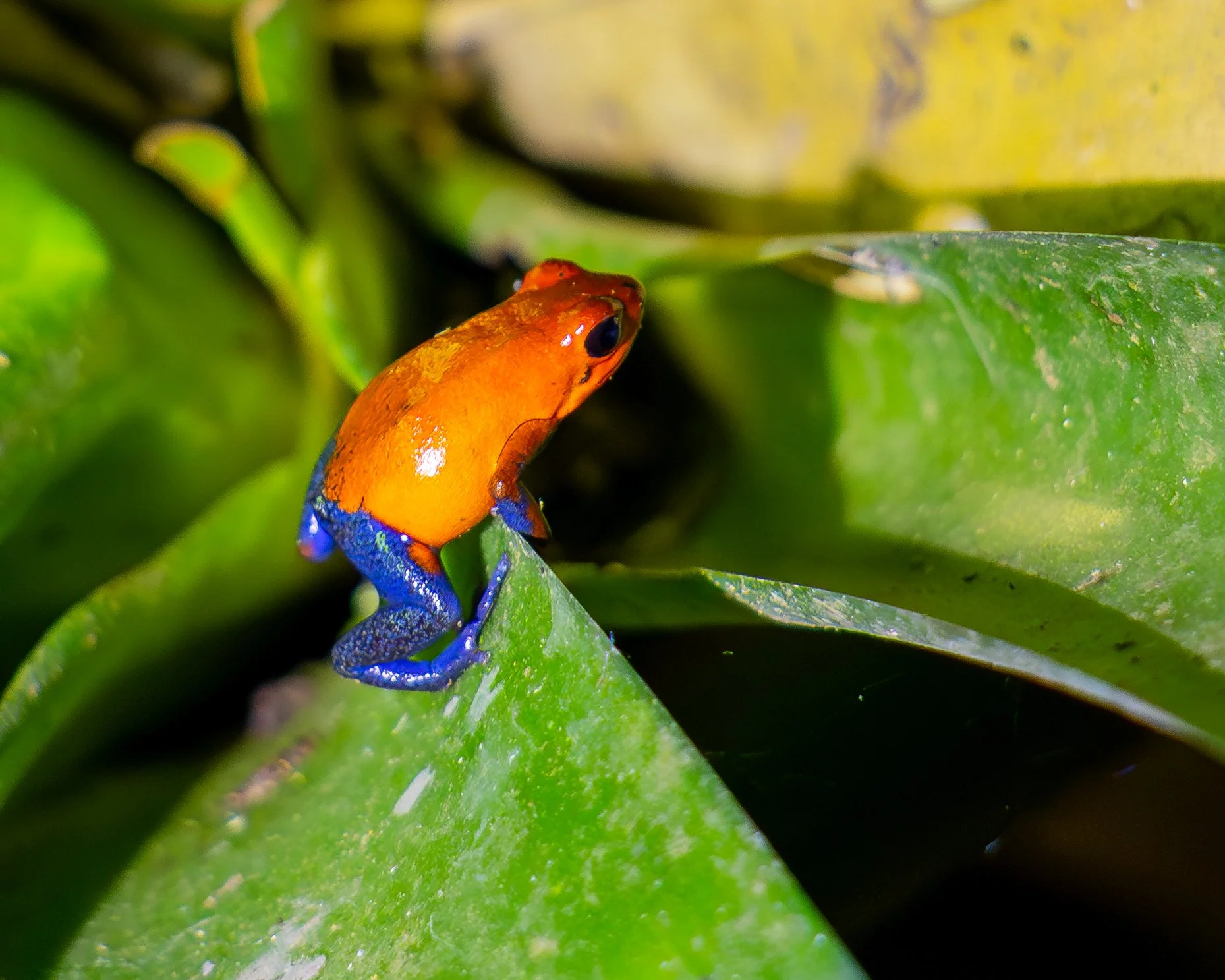Poison Dart Frog or Blue Jeans Frog