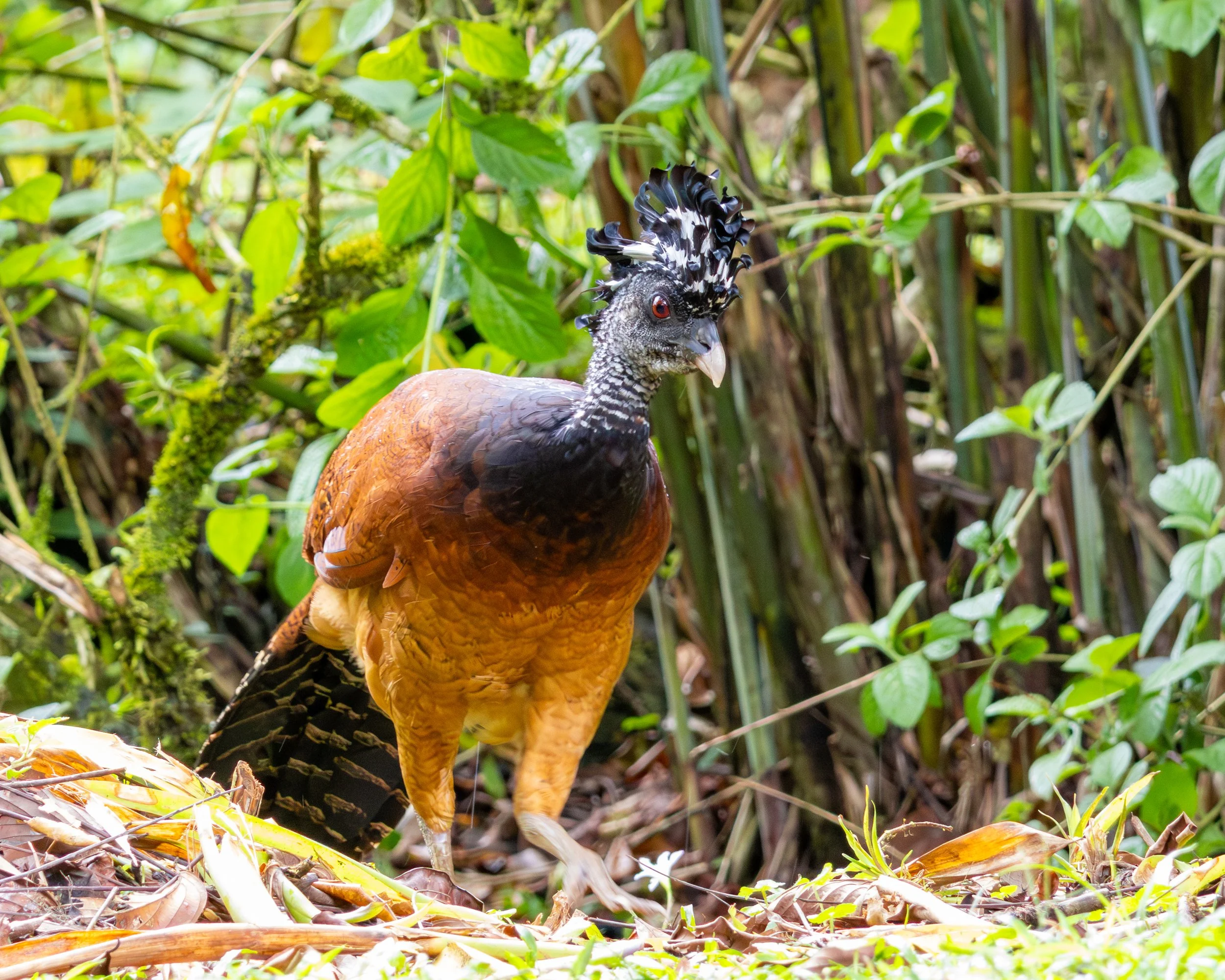 Great Curassow