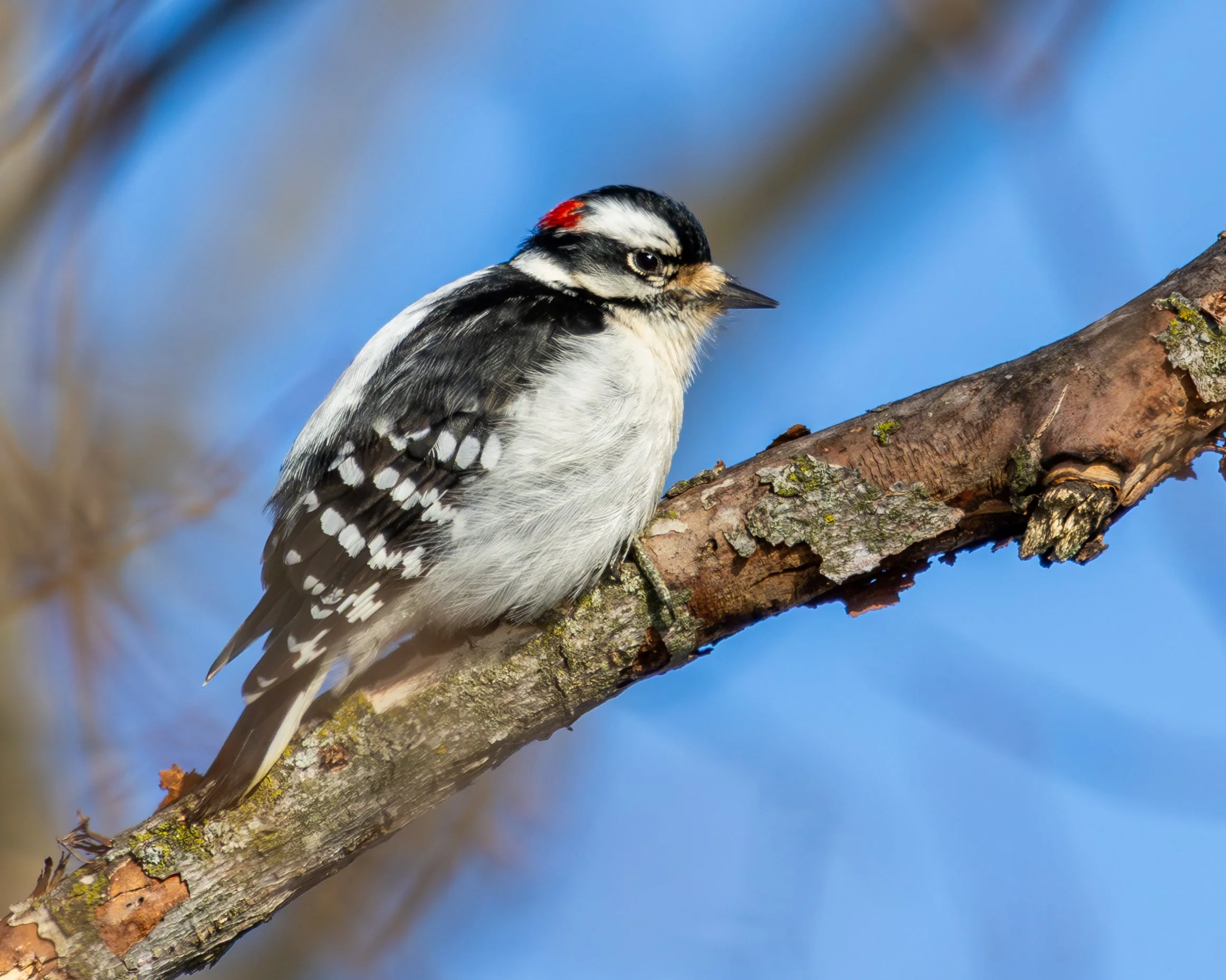 Downy Woodpecker