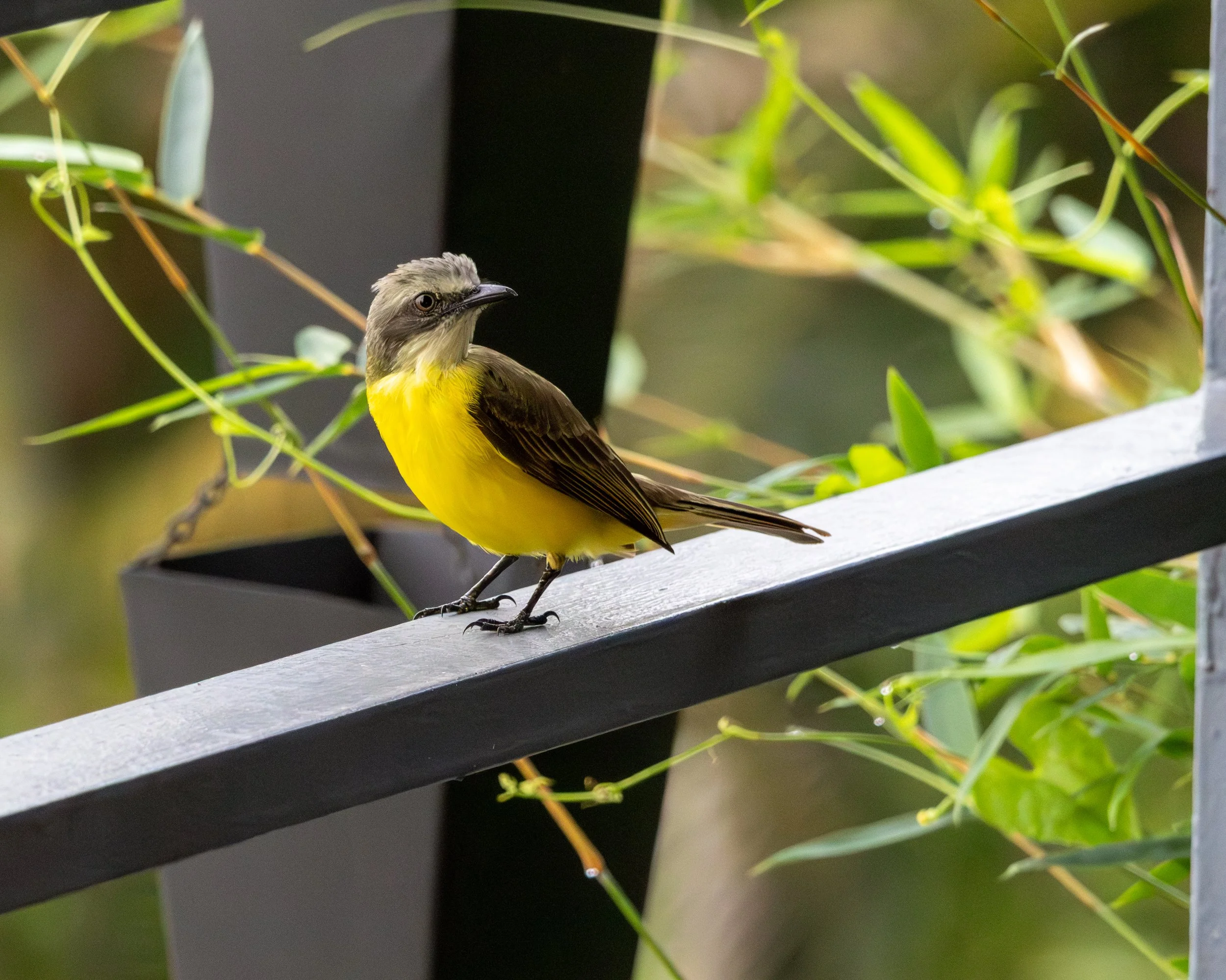 Gray-capped Flycatcher