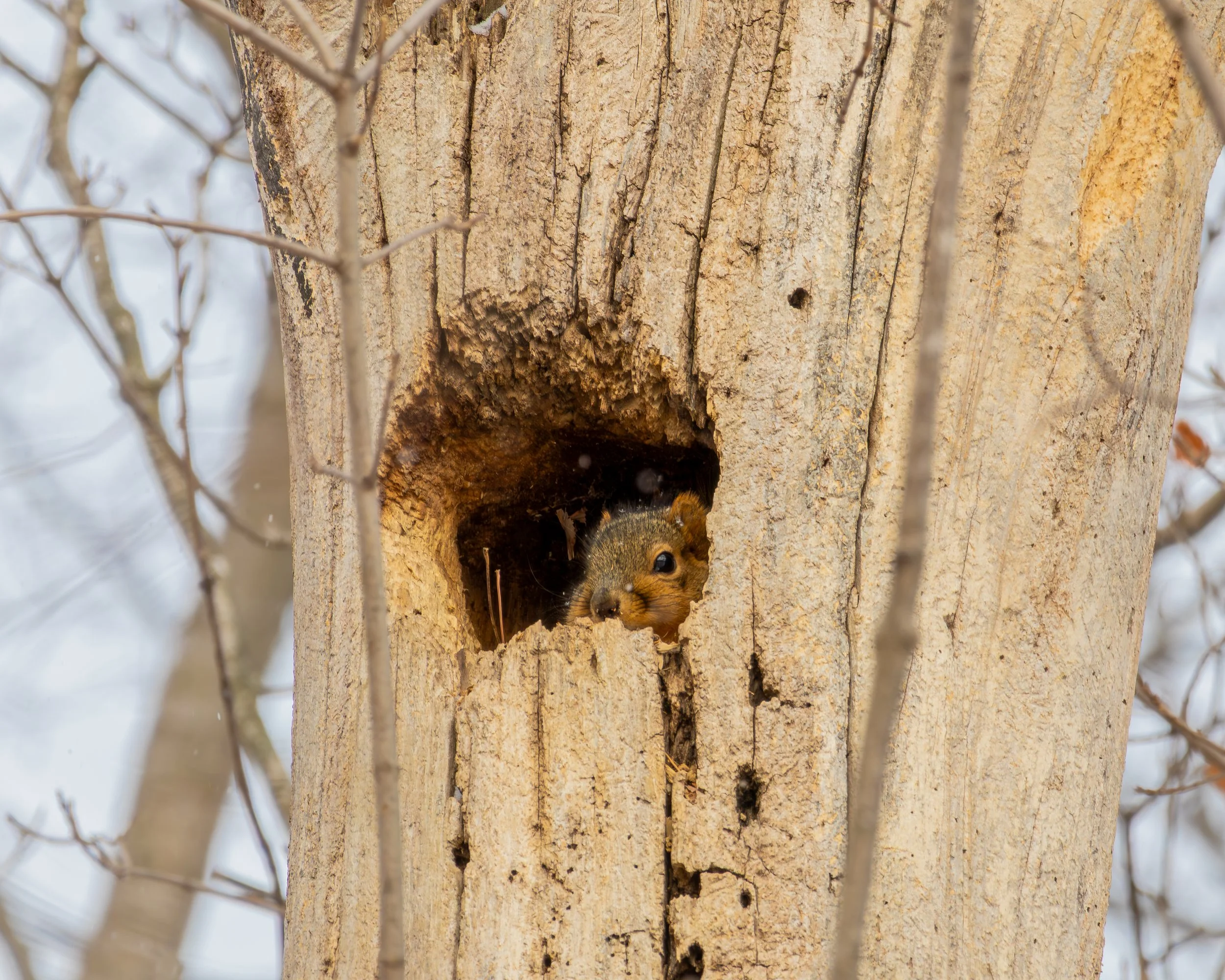 Squirrel staying out of the cold at Salomon Farm Park