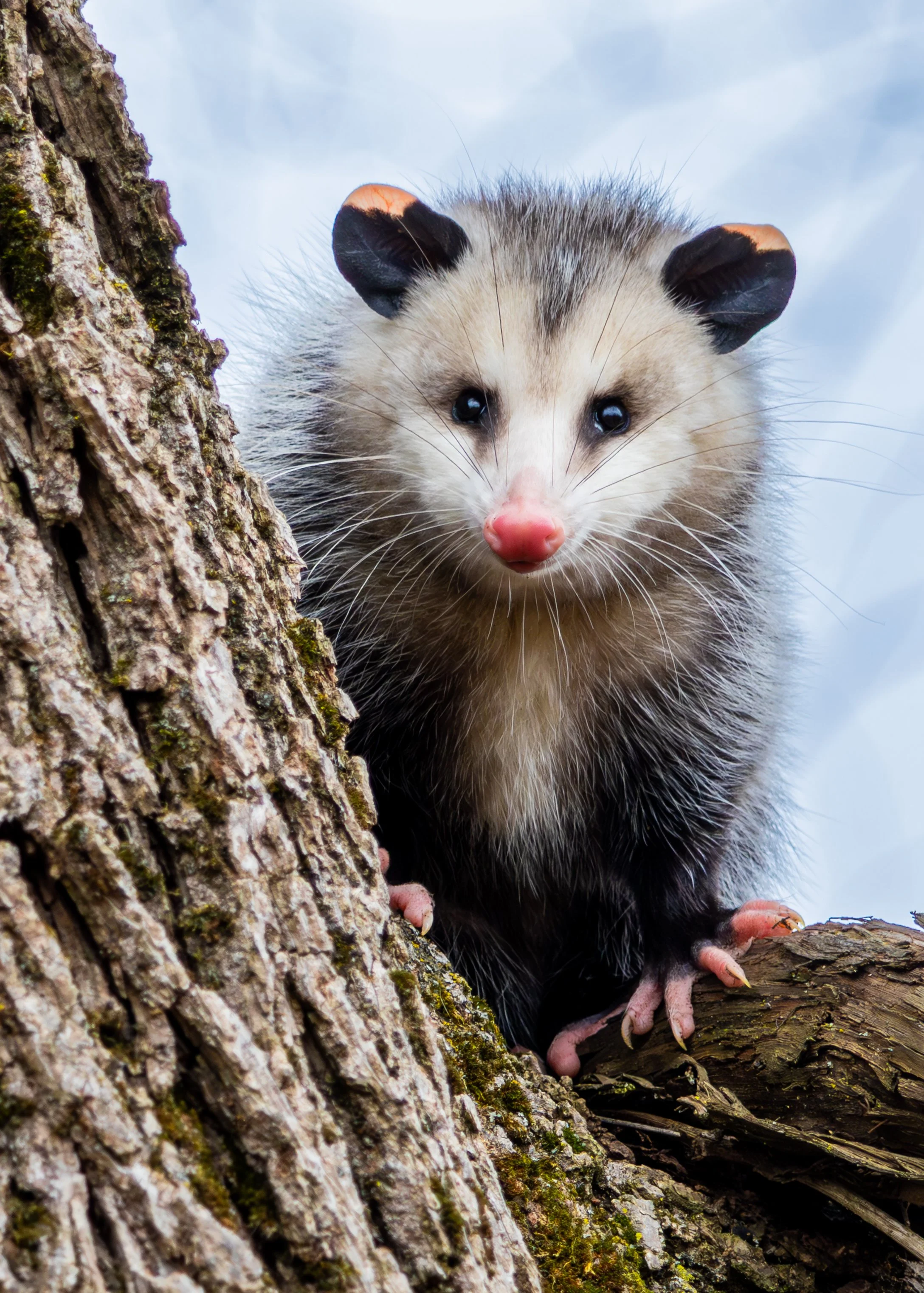 Opposum