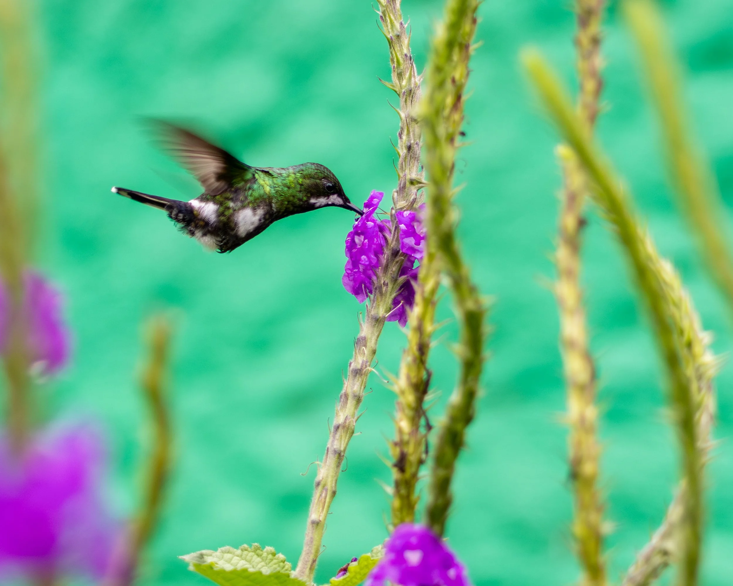 Green Thorntail