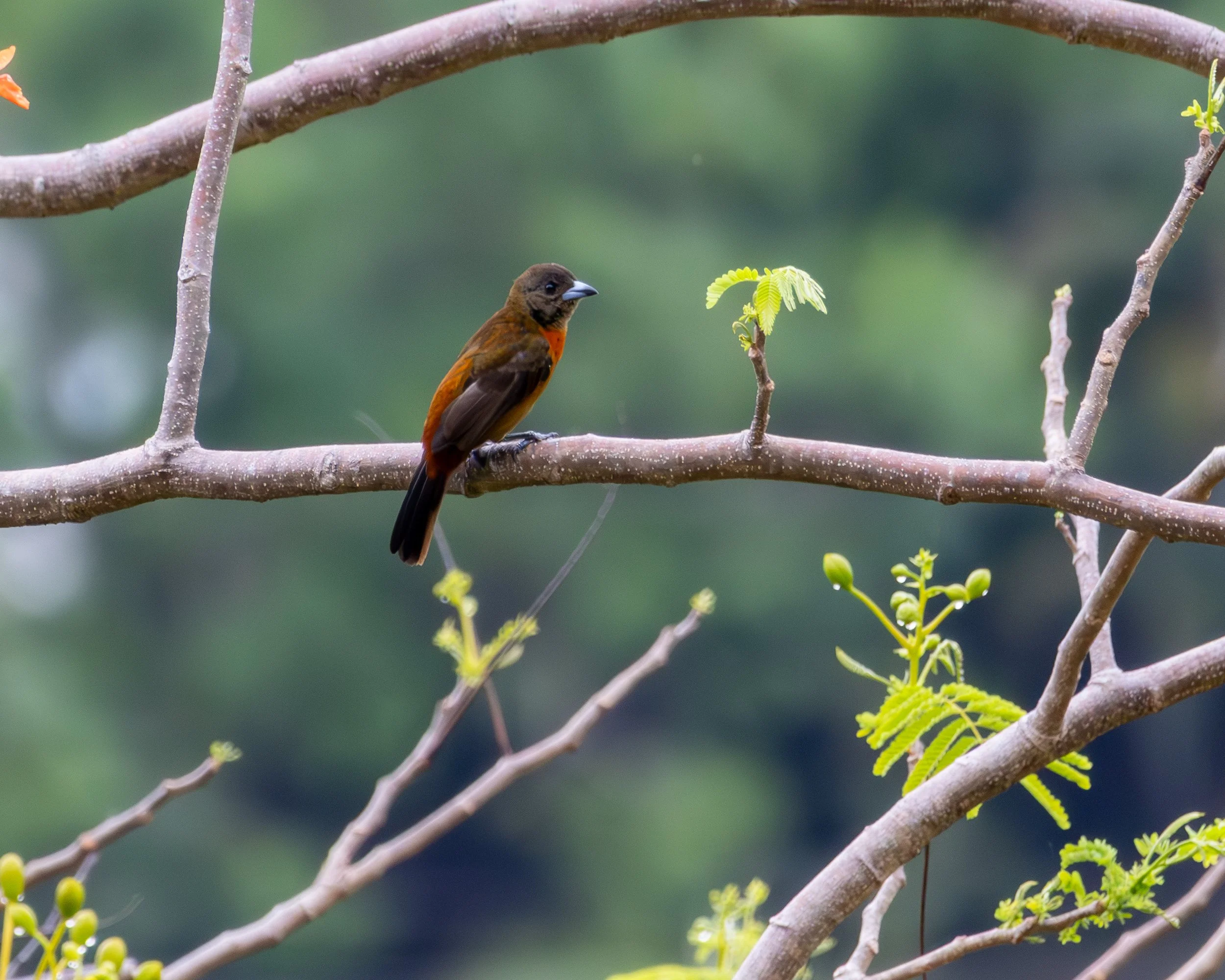 Scarlet-rumped Tanager