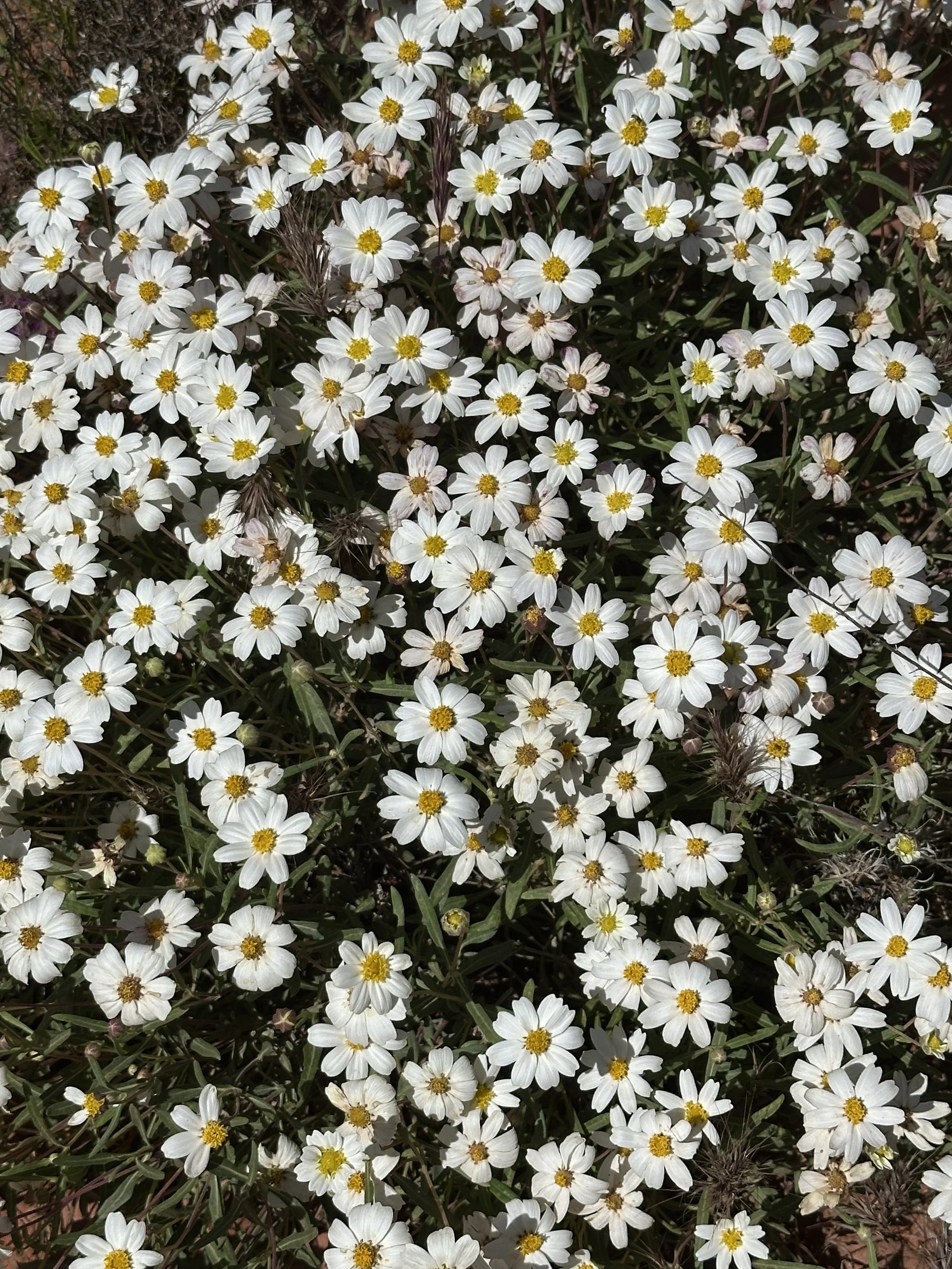 Sowing Seeds of Happiness