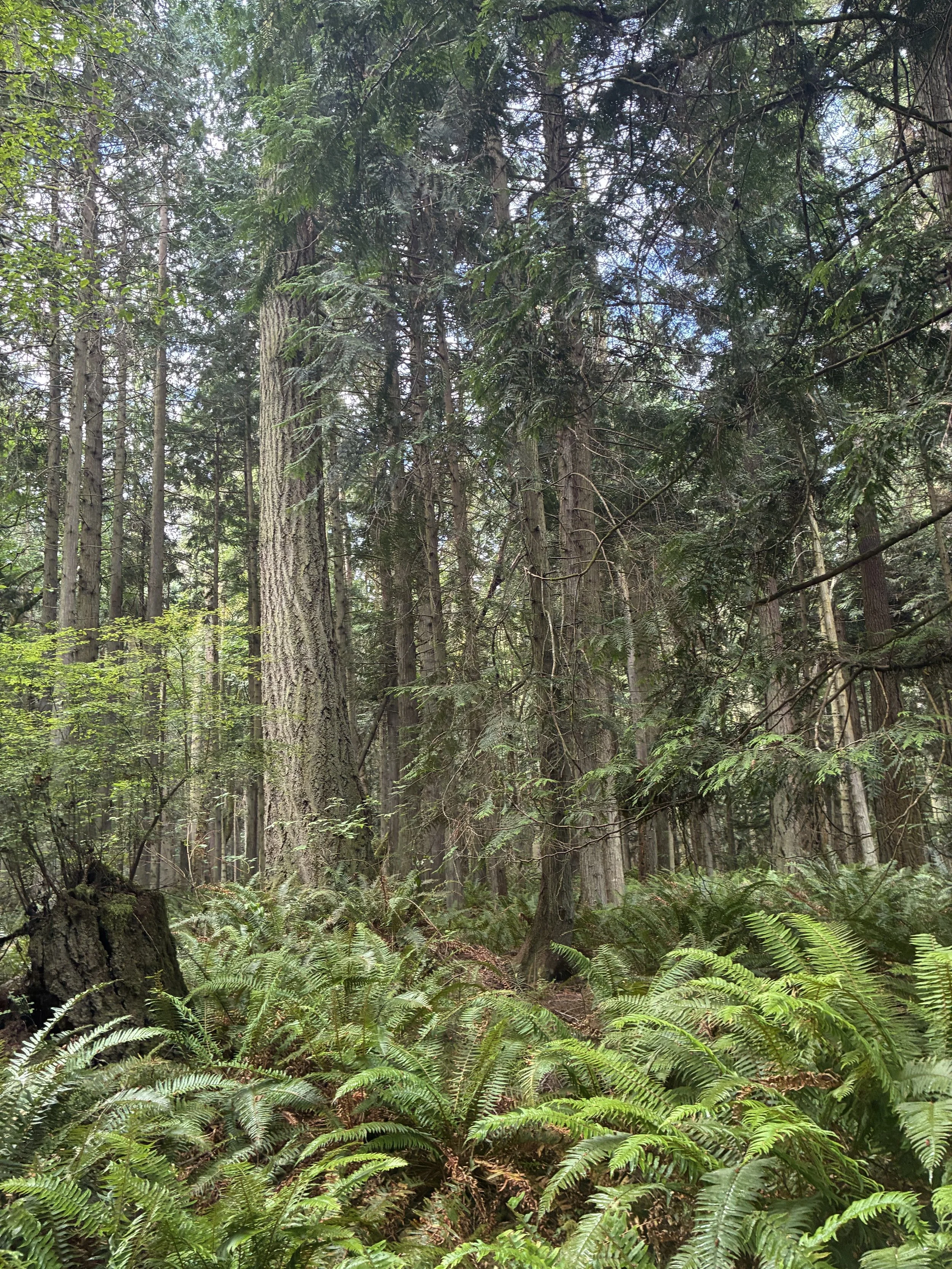 Dense forest with tall trees and lush green undergrowth.
