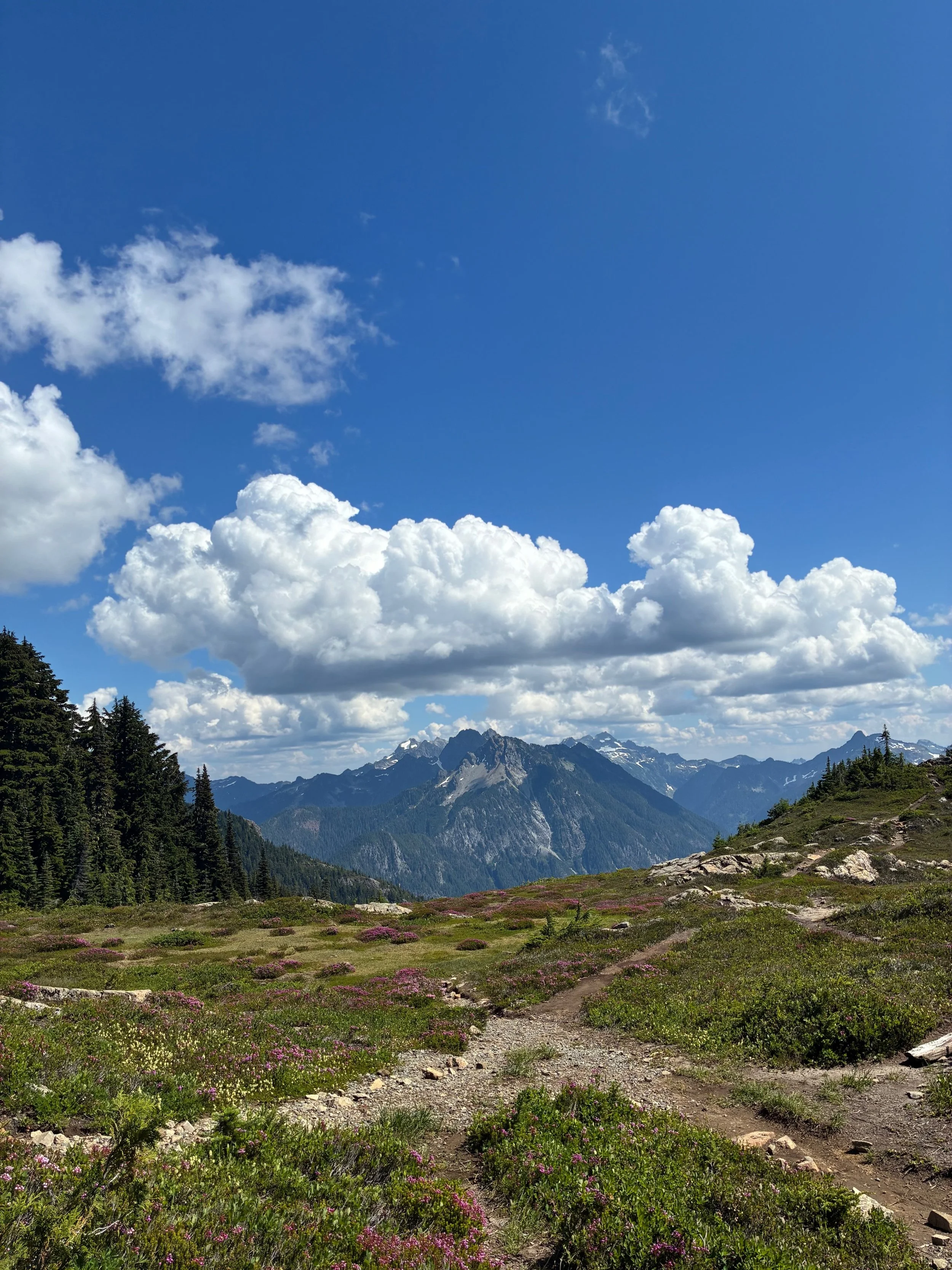 Mountain landscape with a grassy trail, pink wildflowers, tall pine trees, distant snow-capped peaks, and a partly cloudy blue sky.