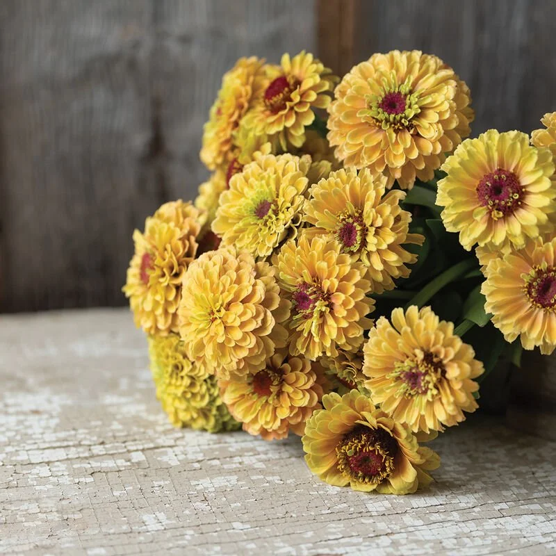 Zinnia Seedling 6-pack: Queen Bee Mix