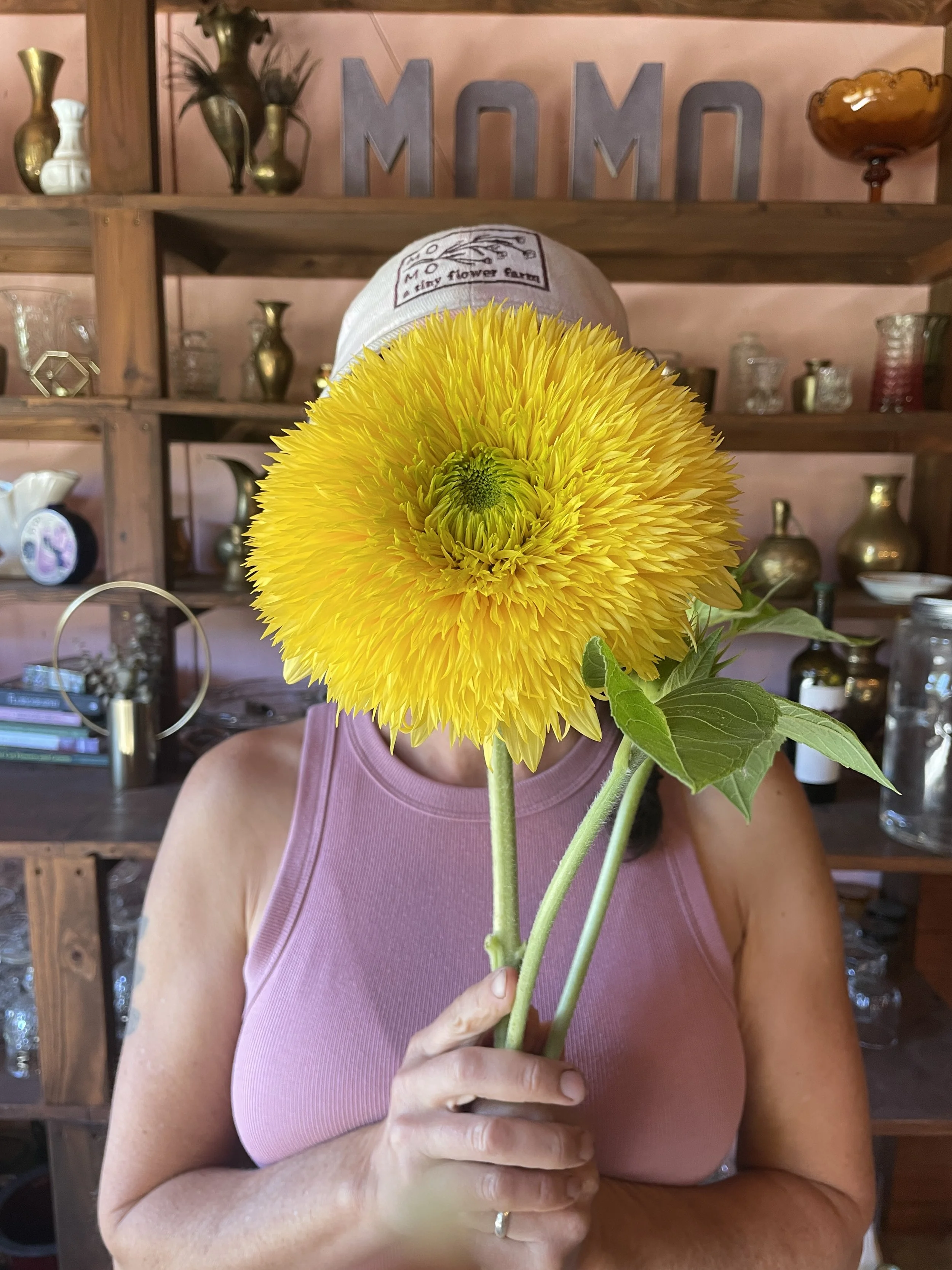 Sunflower Seedling 6-pack: Sunny Days Mix