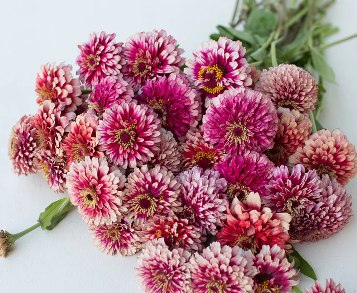 Zinnia Seedling 6-pack: Fiesta Mix