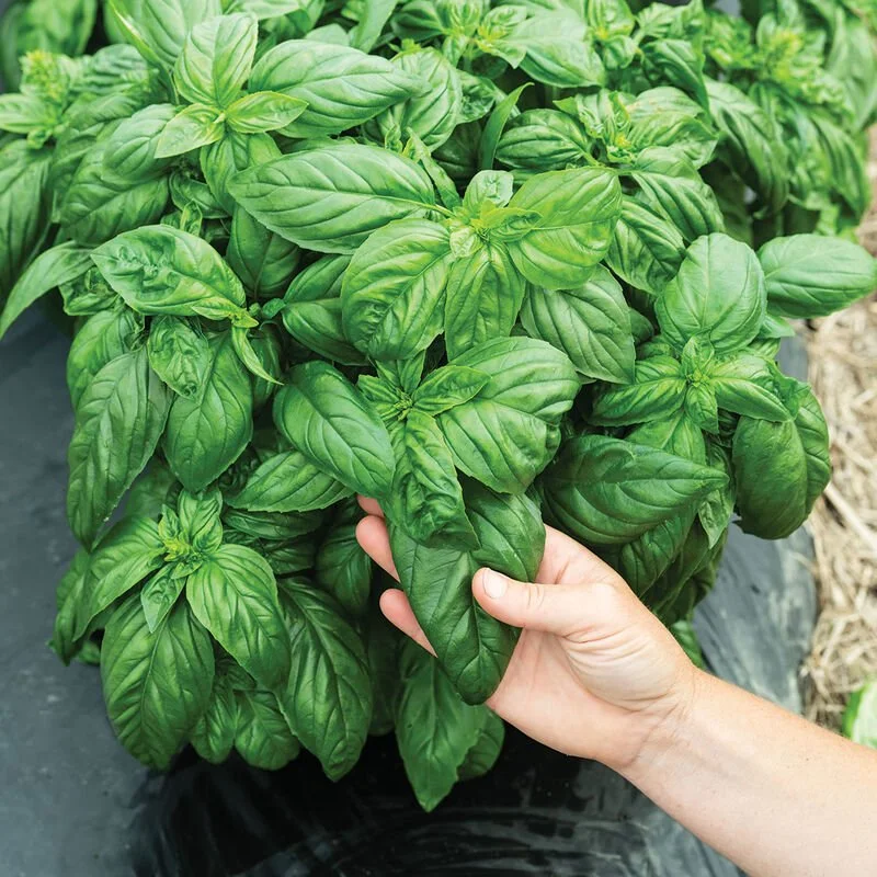 Basil Seedling 4 inch pot: Prospera