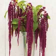 Love lies bleeding.jpg