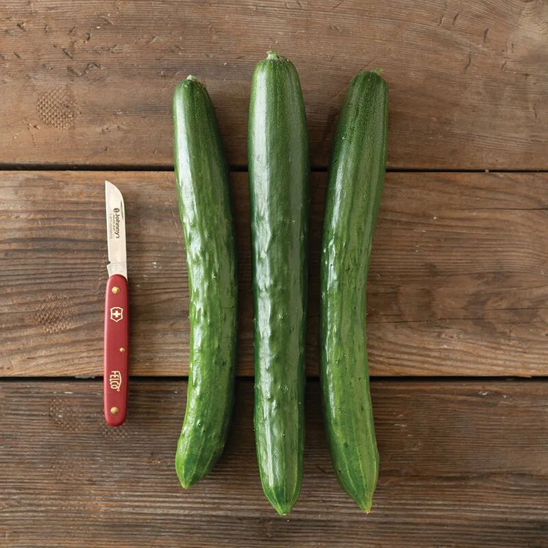 Cucumber Seedling 4 inch pot: Tasty Jade