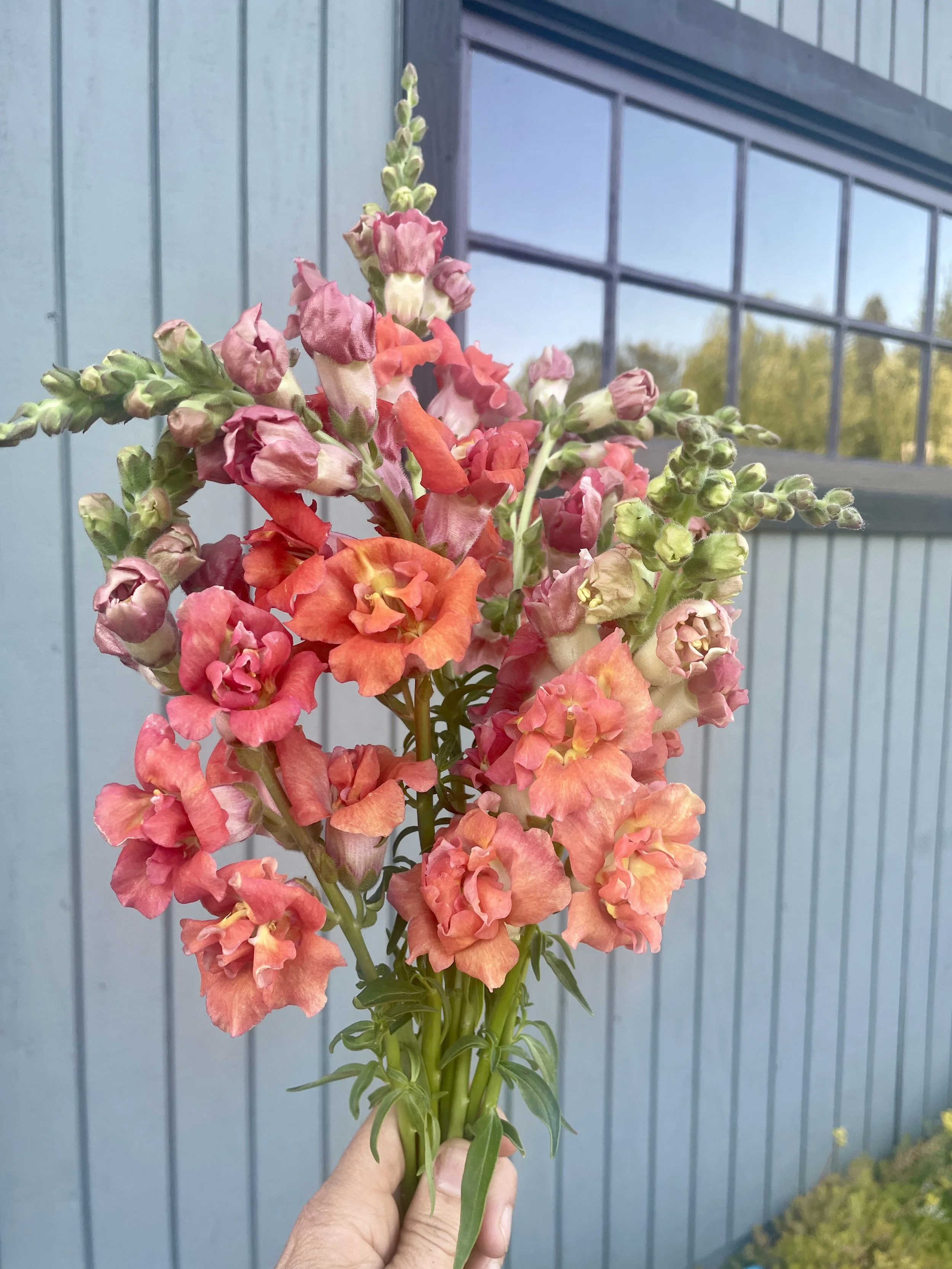 Snapdragon Seedling 6 pack:  Butterfly Mix