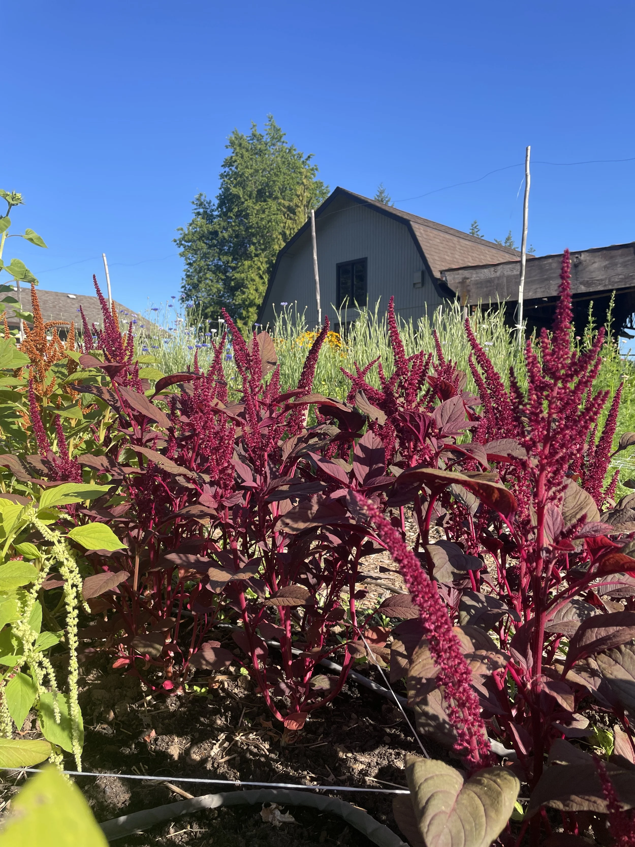 Amaranth Seedling 6-pack: Velvet Curtains