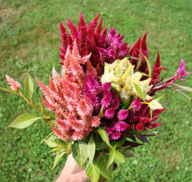 Celosia Seedling 6-pack: Rainbow Feathers