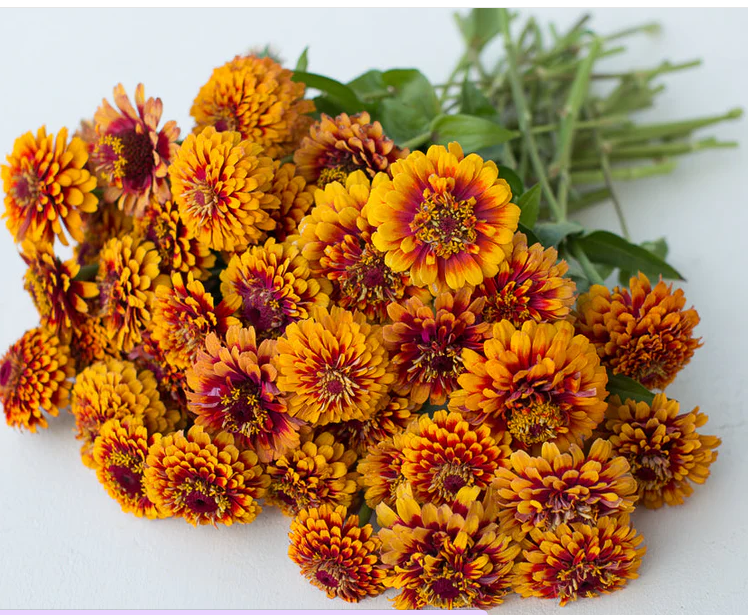 Screenshot 2026-01-03 112514.png