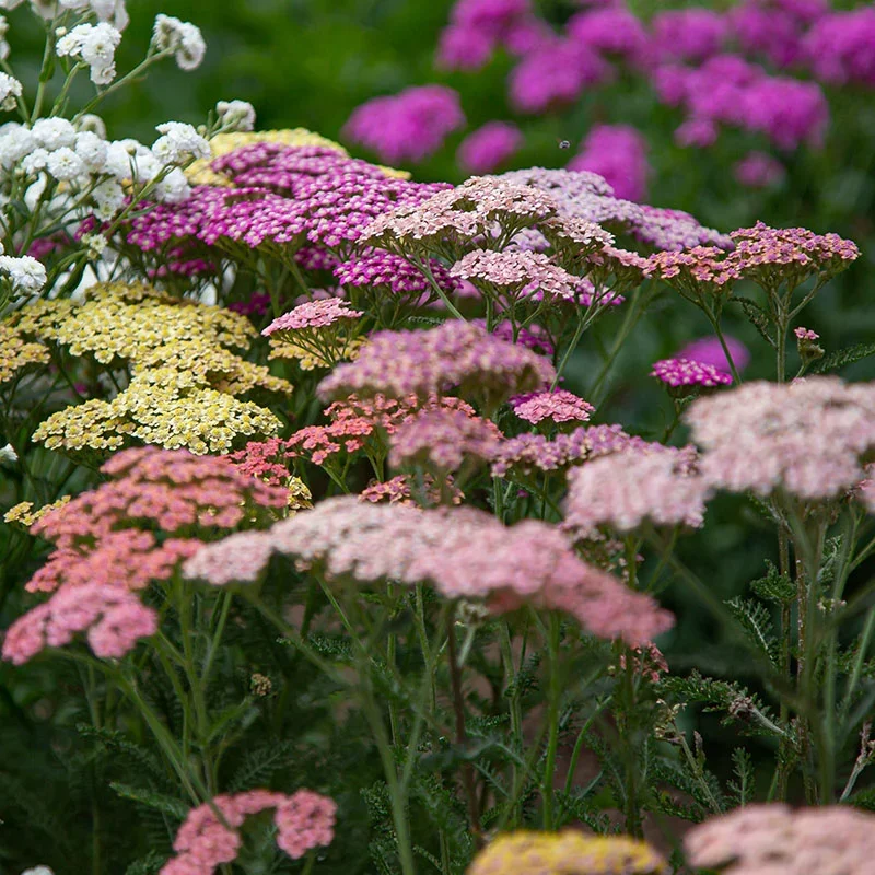 Yarrow Seedling 6-pack: Summer Pastels Mix