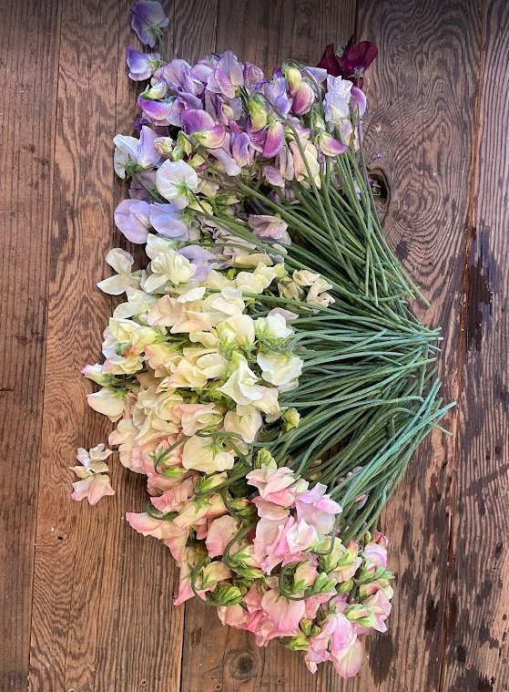 Screenshot 2026-01-04 120439.png