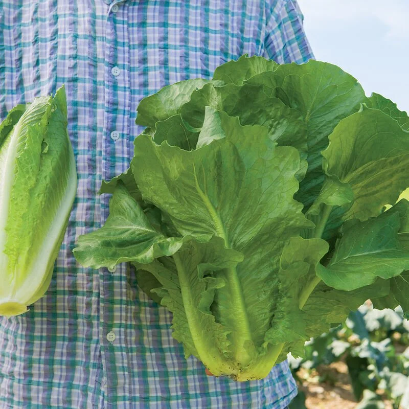 Lettuce Seedling 6-pack: Sparx Romaine