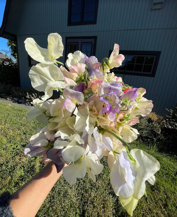 Sweet Pea Seedling 6 pack:  Sweet Baby Mix