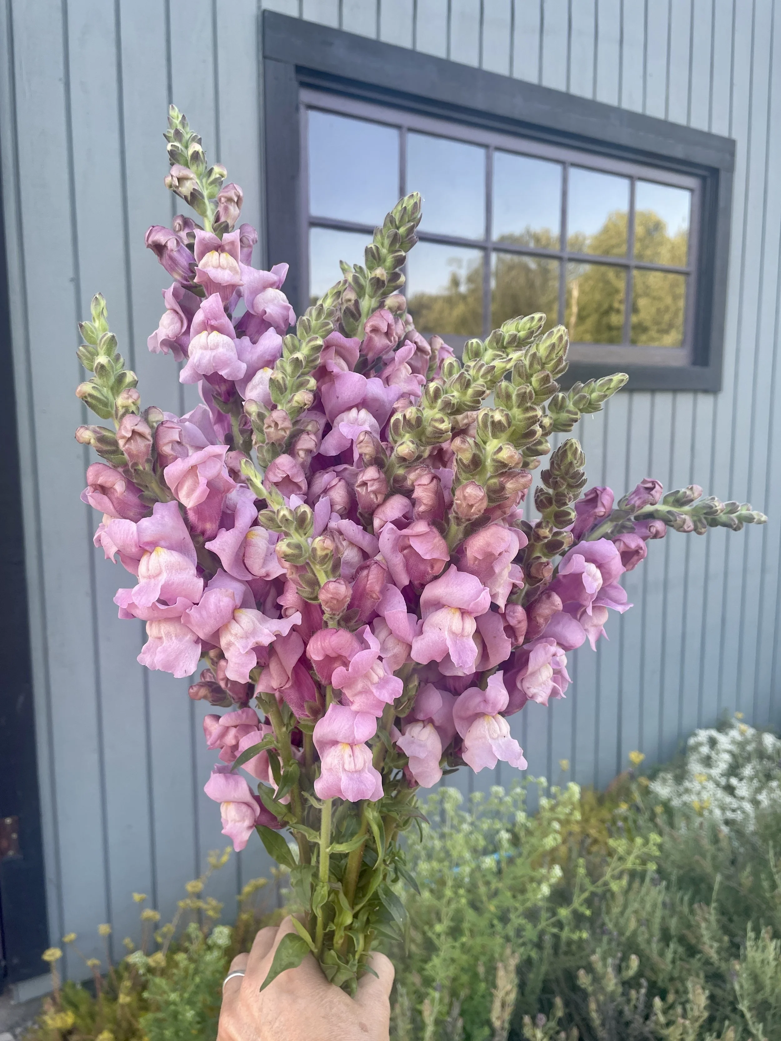 Snapdragon Seedling 6 pack: Hot Summer Mix