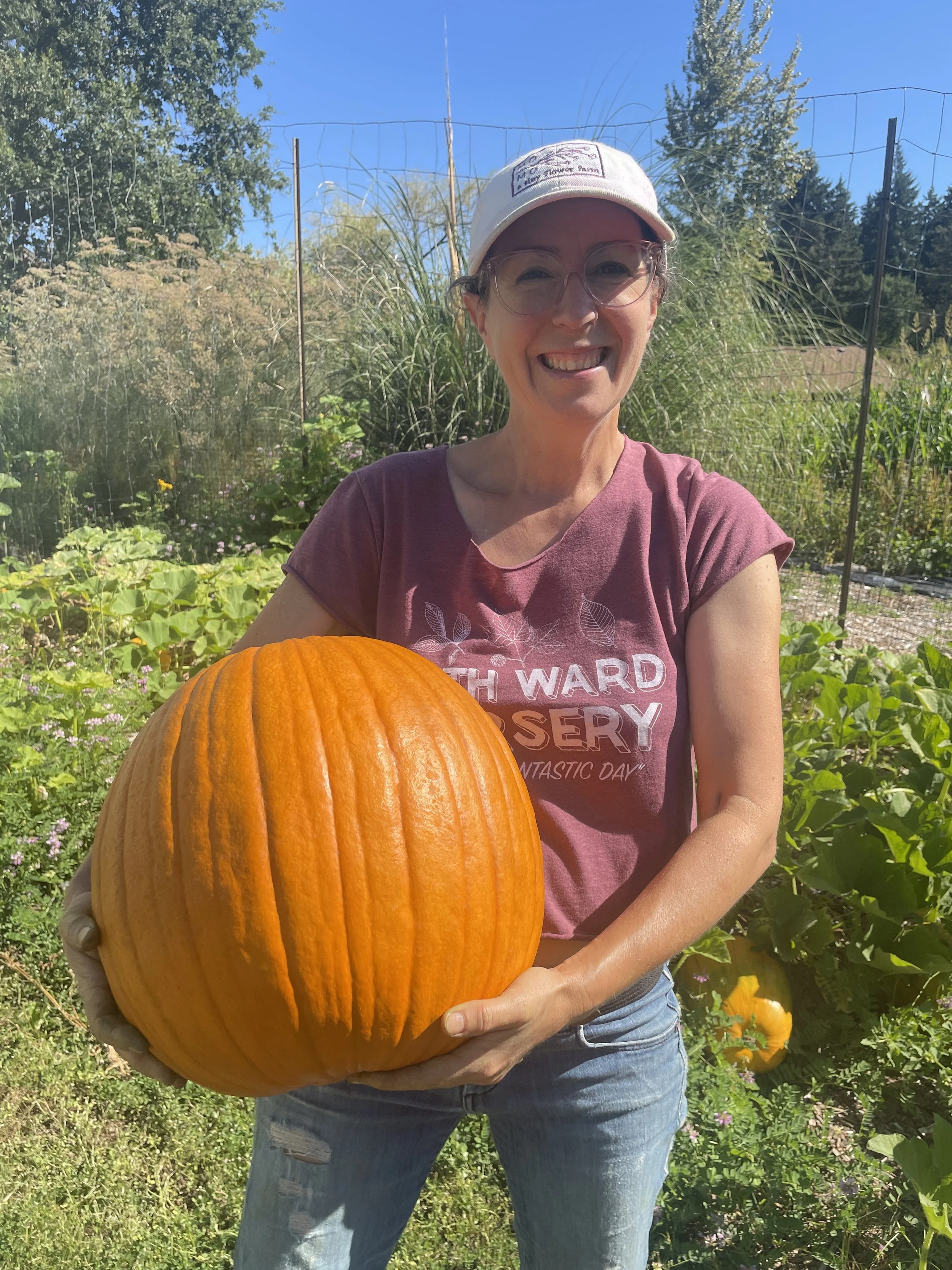 Pumpkin Seedling 4 inch pot: Champion