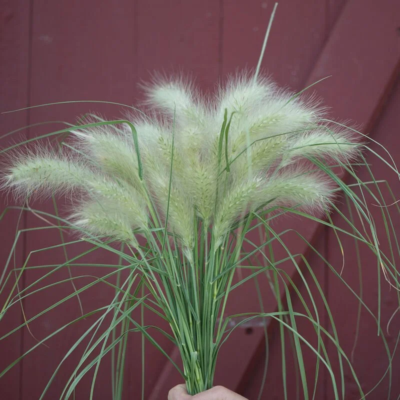 Feathertop Ornamental Grass Seedling 4-inch pot