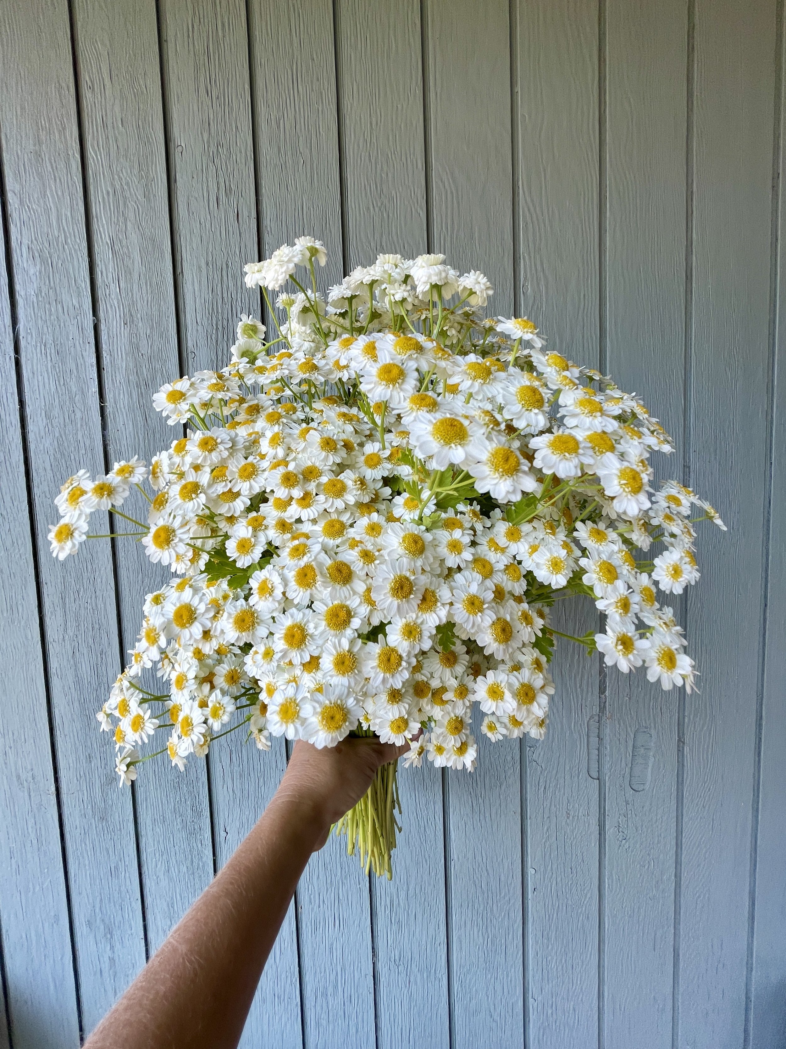 Matricaria Seedling 6-pack: Magic Single