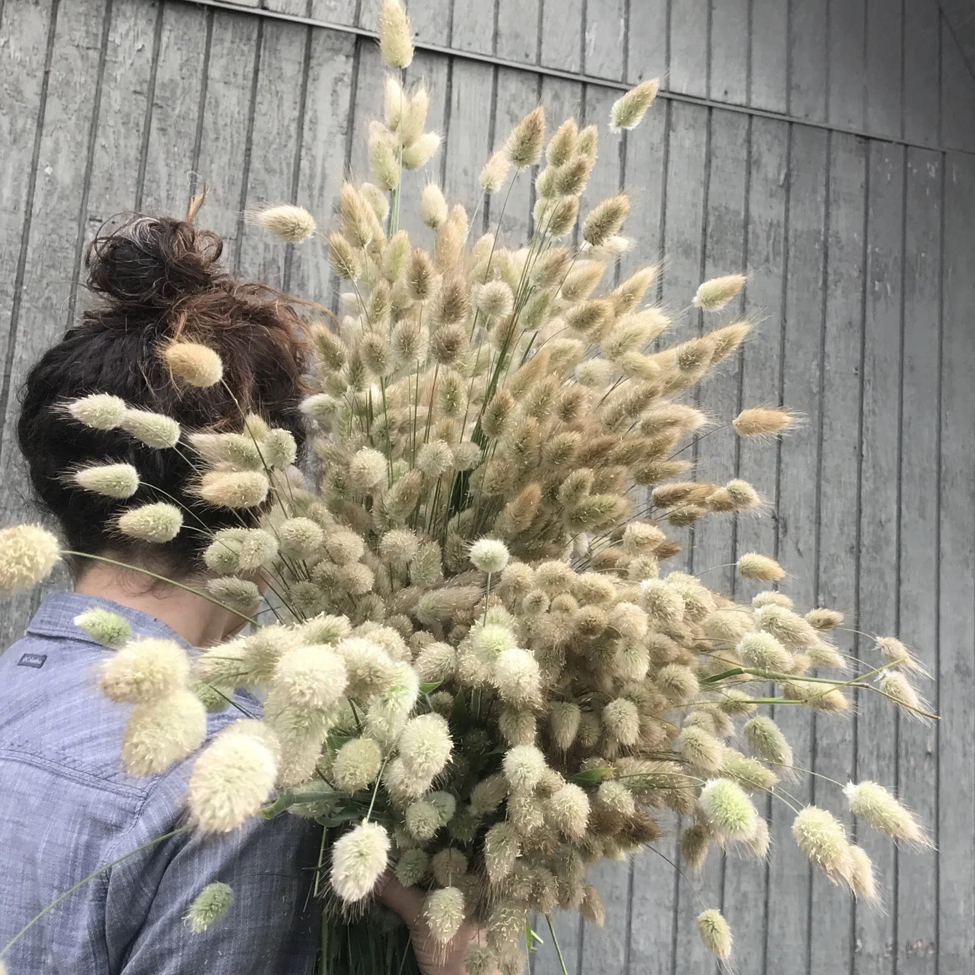 Bunny Tails Ornamental Grass Seedling 6-pack