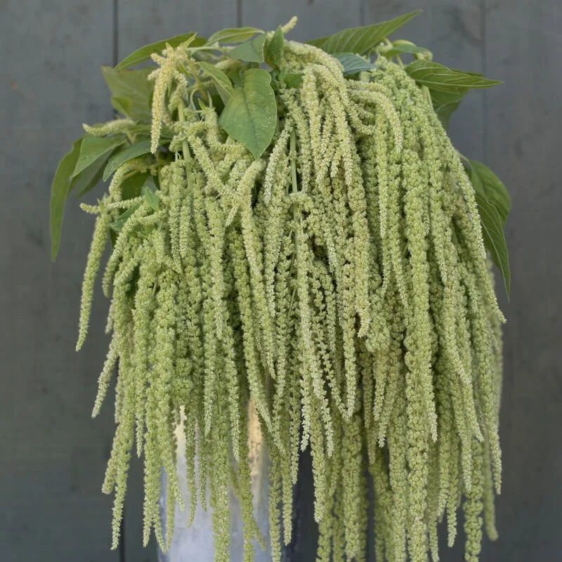 Amaranth Seedling 6-pack: Cascading Varieties