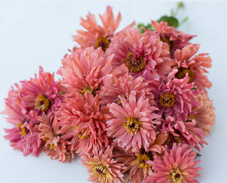 Screenshot 2026-01-03 112716.png