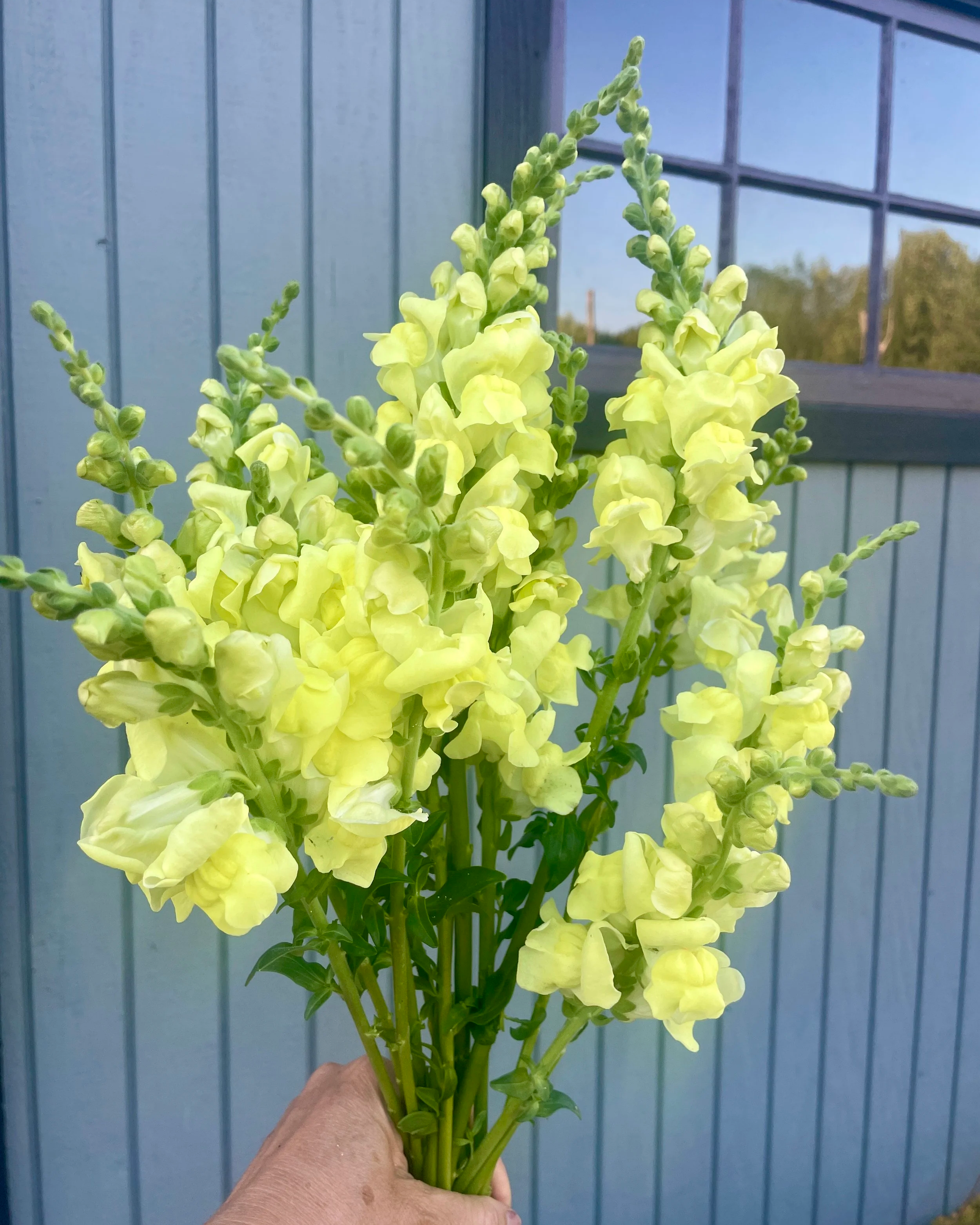 Snapdragon Seedling 6 pack:  Early Bird Mix