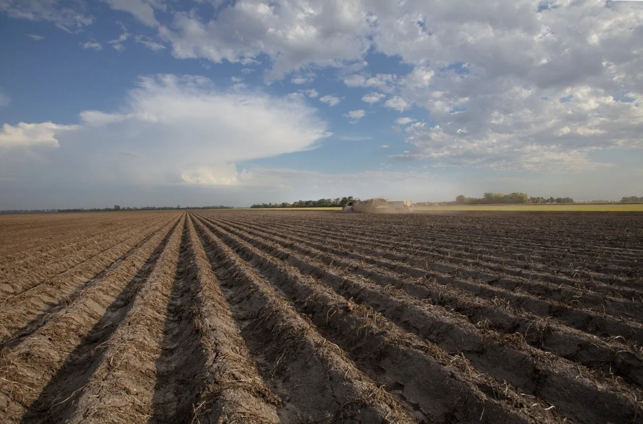 2025 - Cookbook photo shoot (John Borge Studios) - potato field.