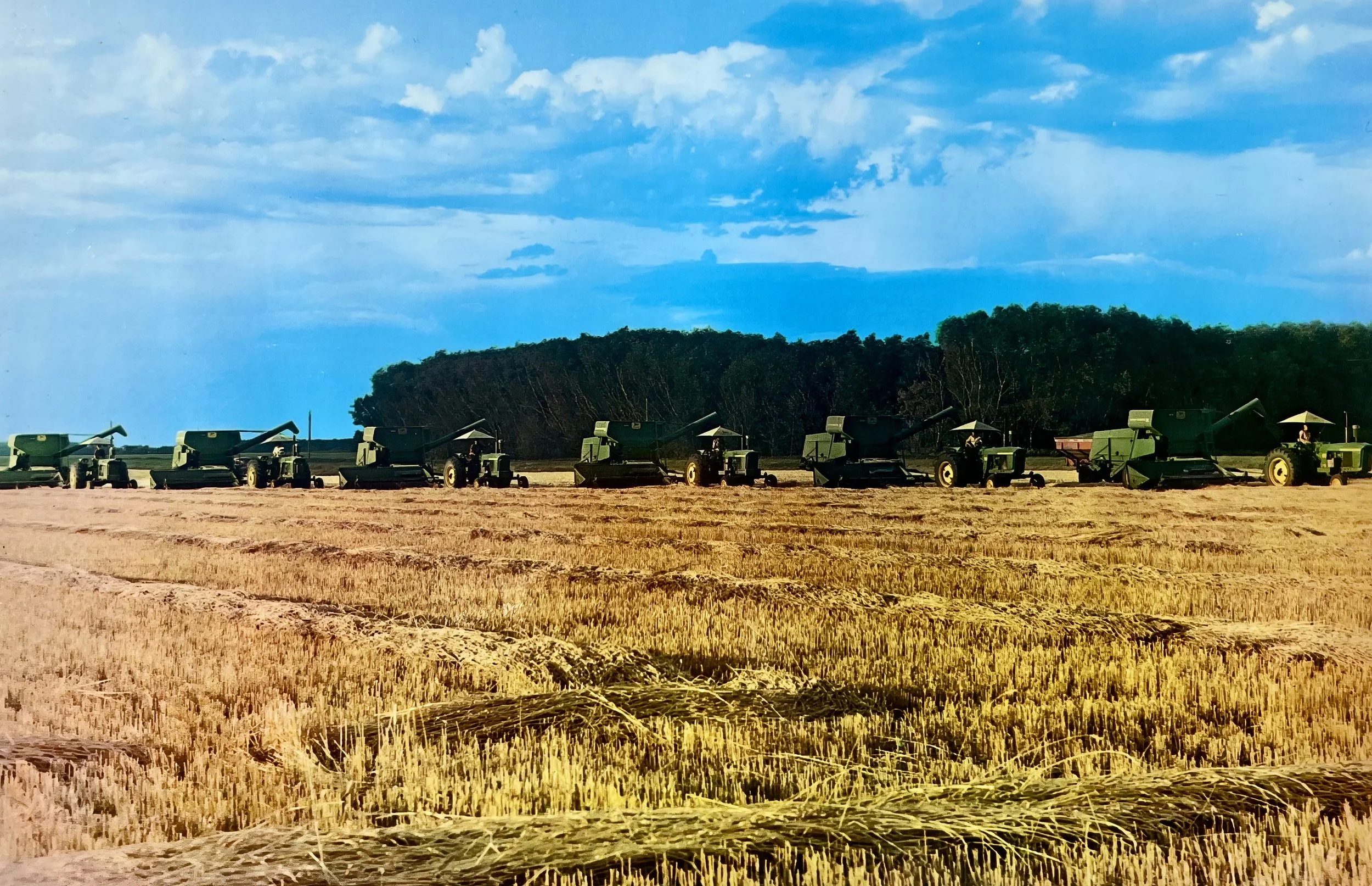 1970s - Wheat field in harvest.