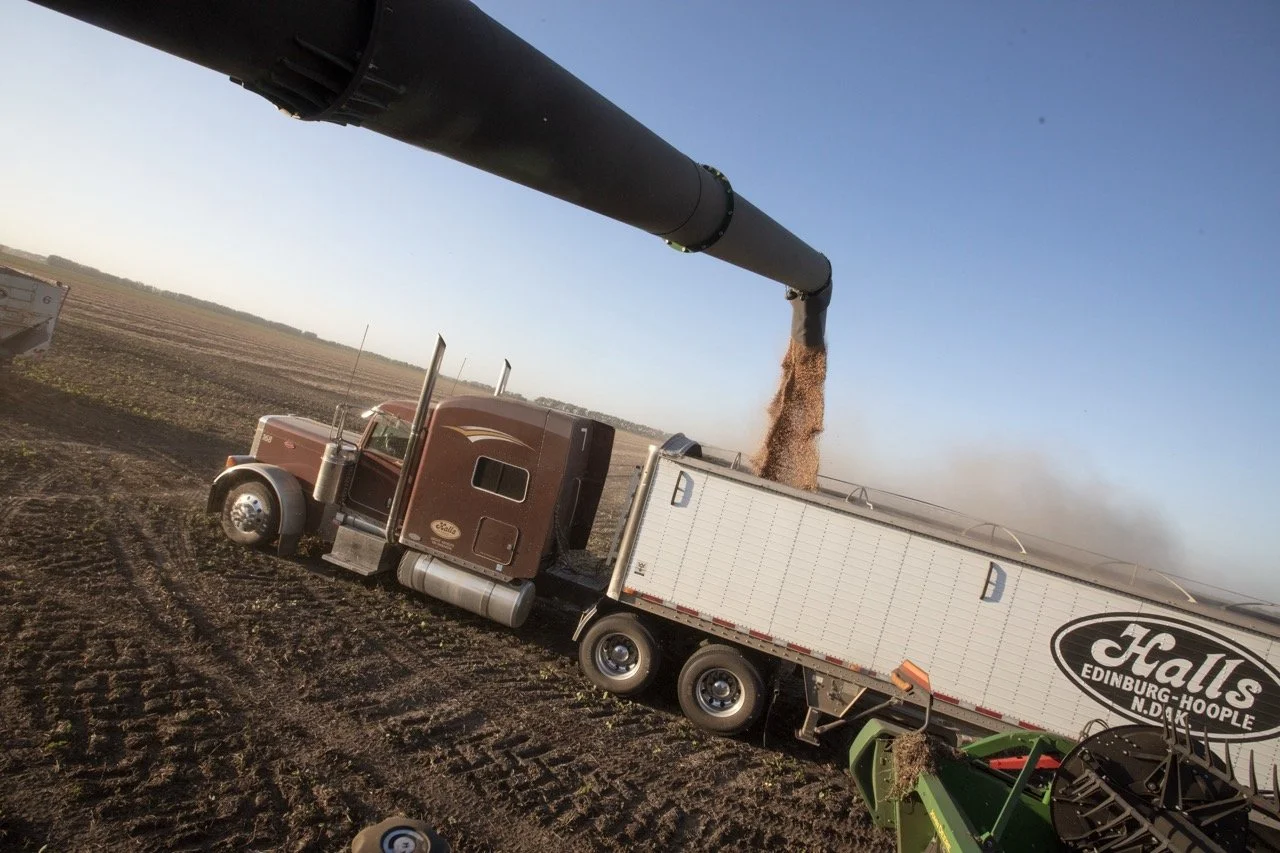 2025 - Cookbook photo shoot (John Borge Studios) - pinto bean harvest.