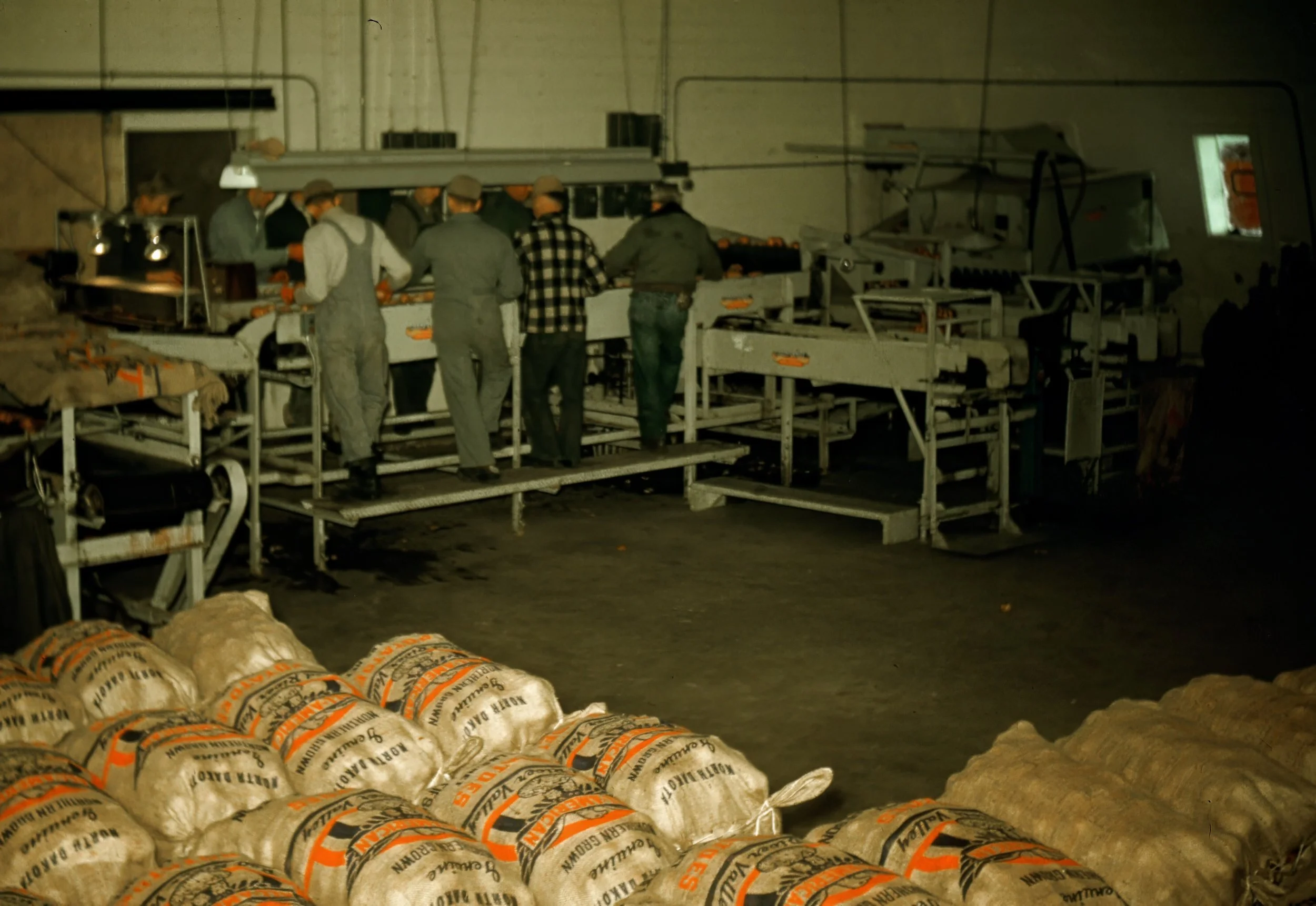 1950s - Hall potato grading in Edinburg, ND.
